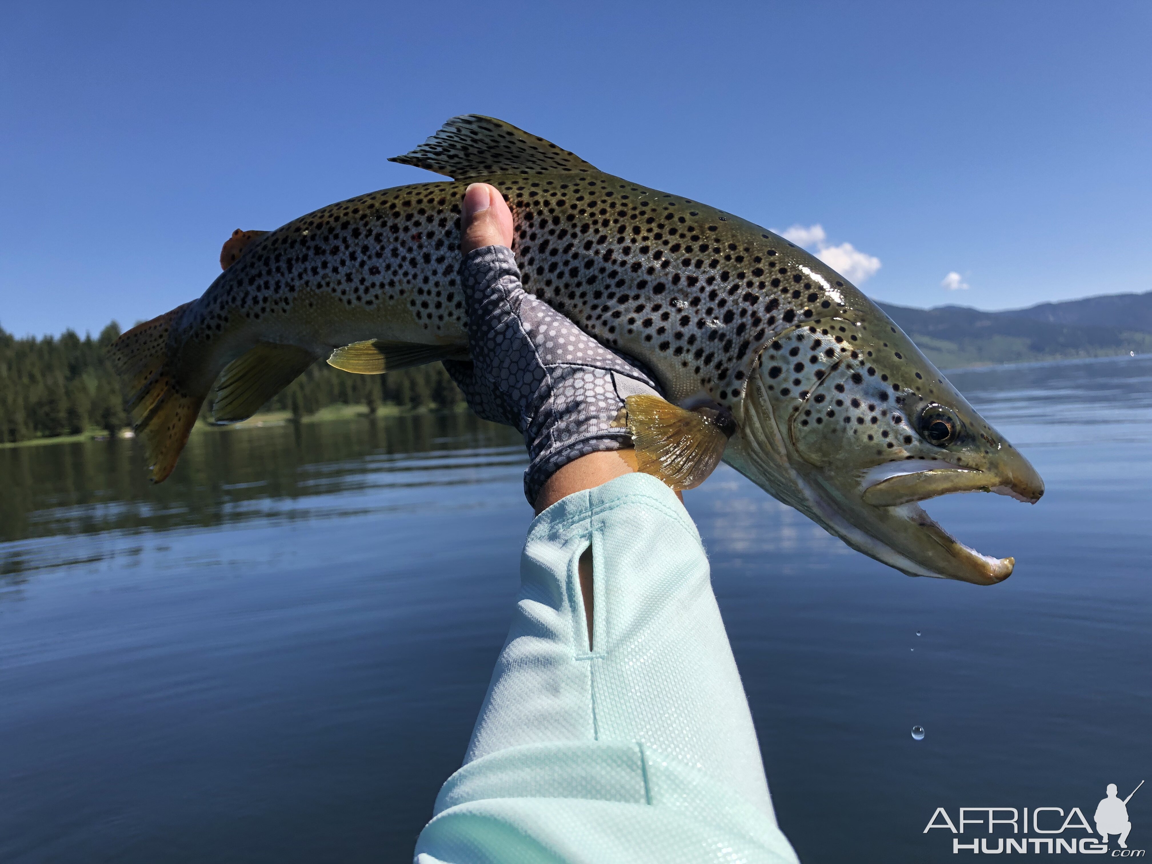 Rainbow Trout Fishing USA