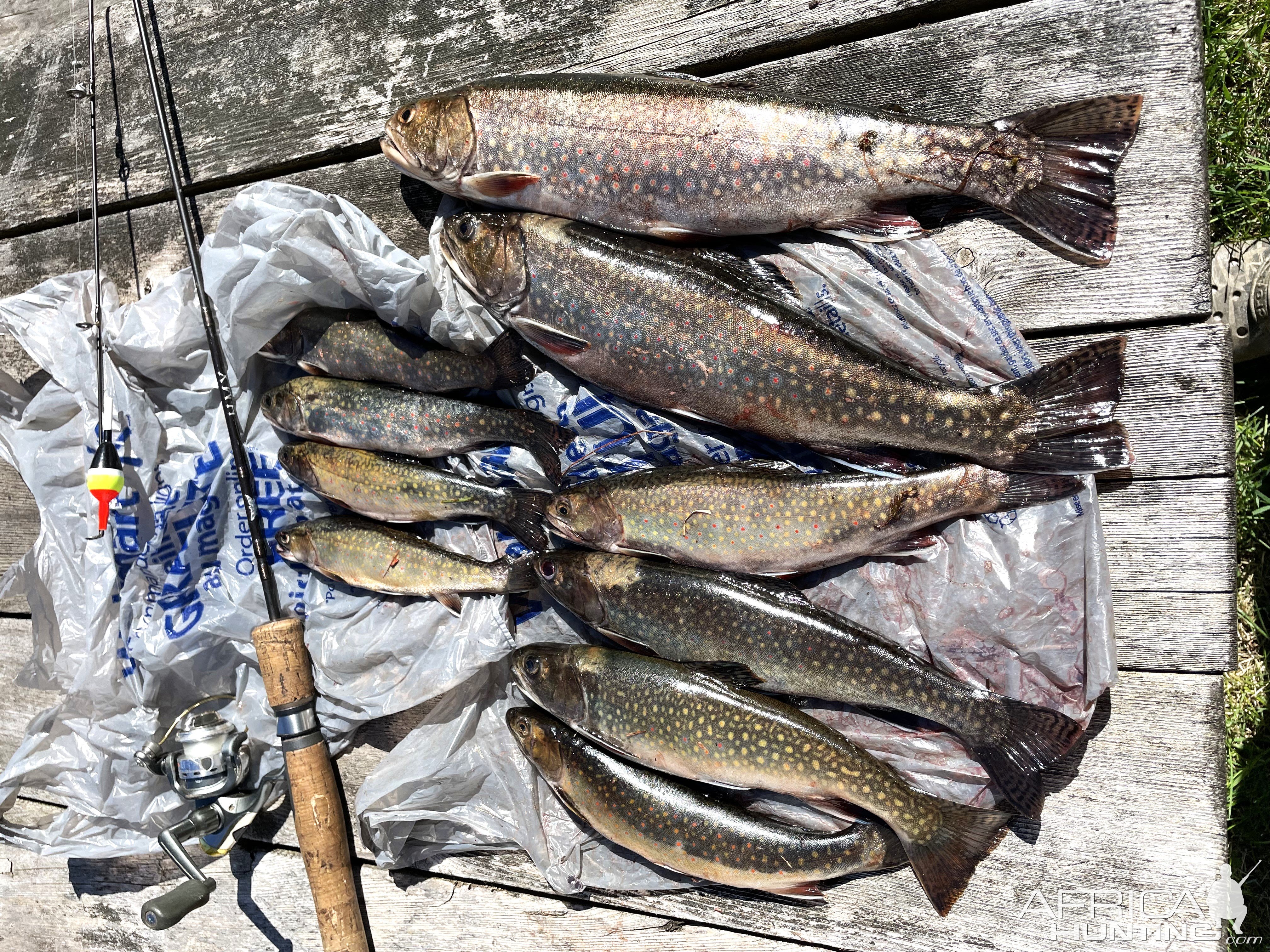 Rainbow Trout Fishing