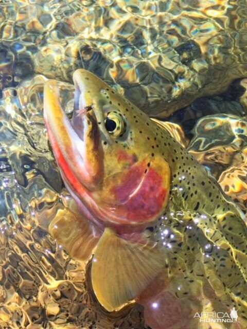 Rainbow Trout Fly Fishing Montana, Idaho & Wyoming USA