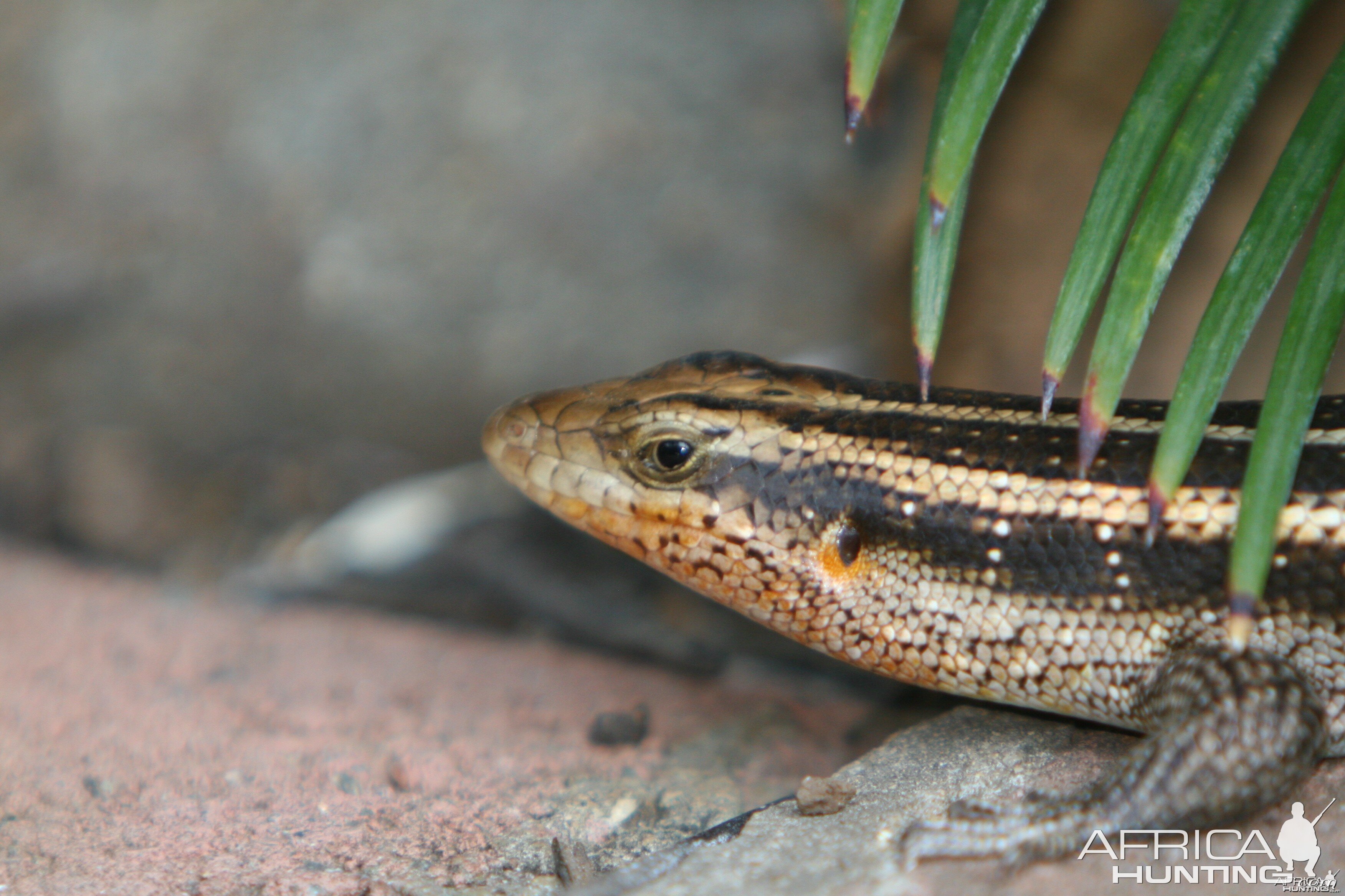 Rainbowtail Skink