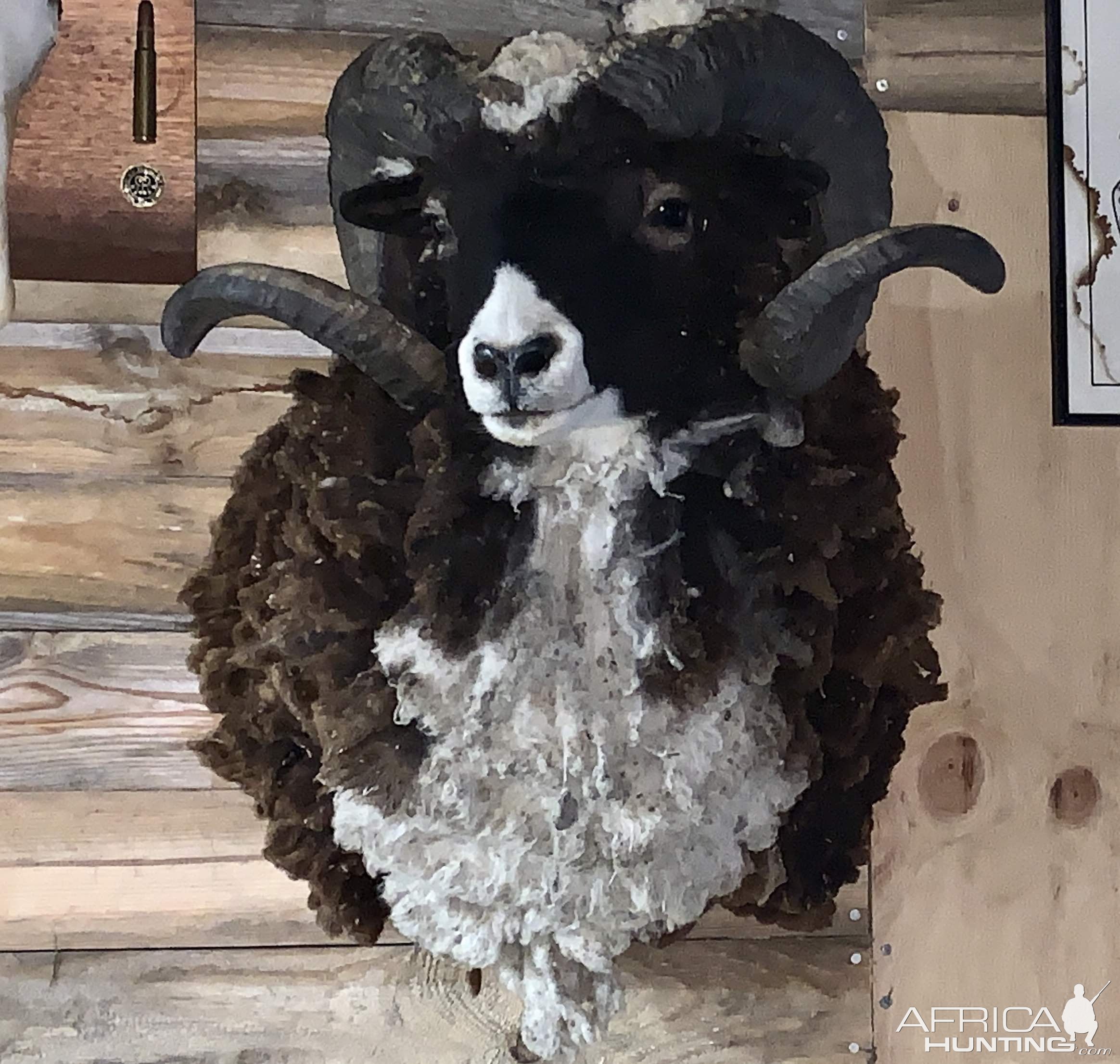 Ram Shoulder Mount Taxidermy