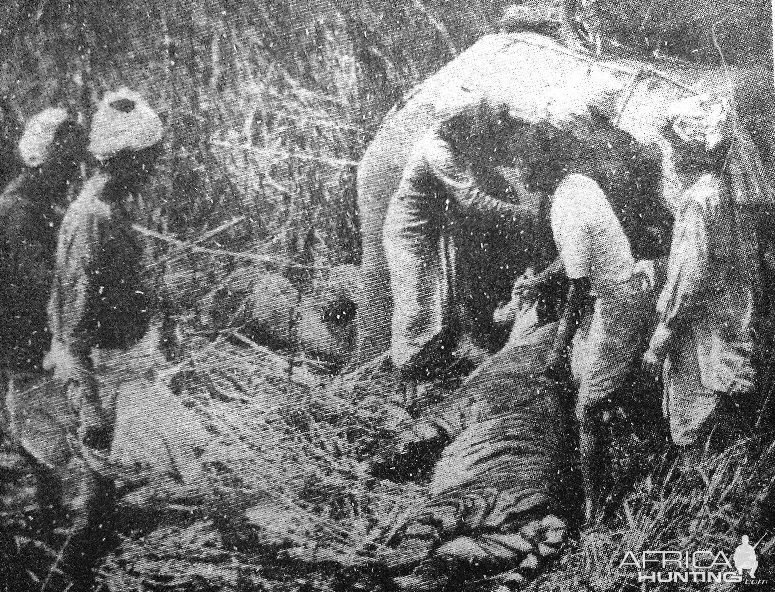 Rare Tiger hunting photographs from 1895 to 1907