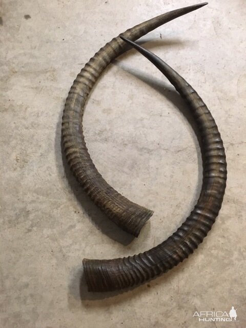 Re-conditioning Horns