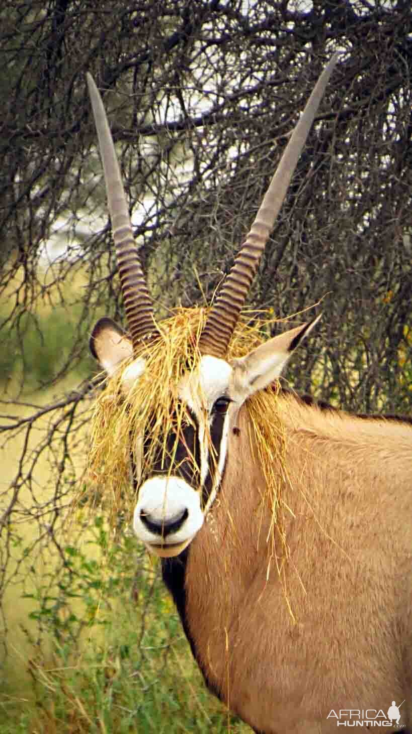 recent safari, Gemsbok