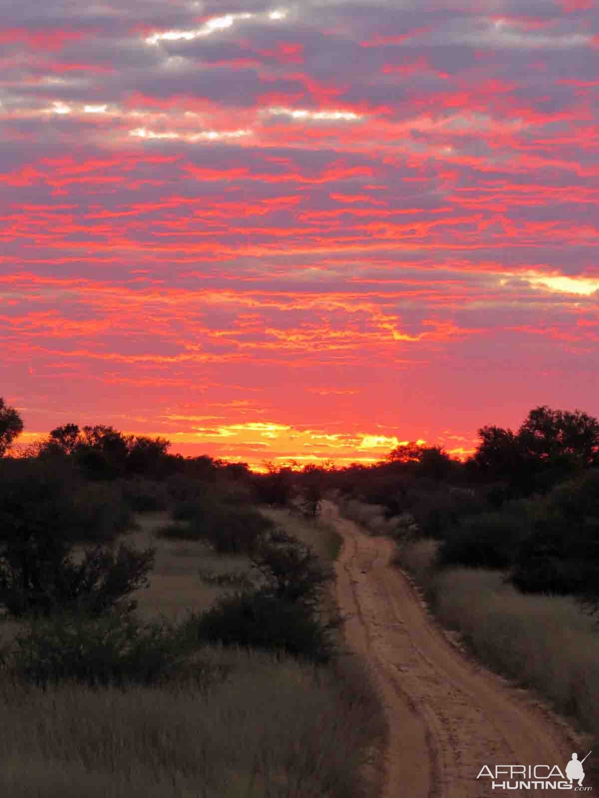 recent safari, sunset