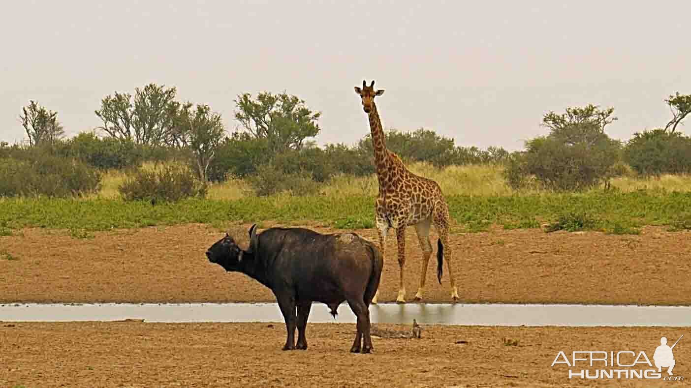 recent safari , waterhole