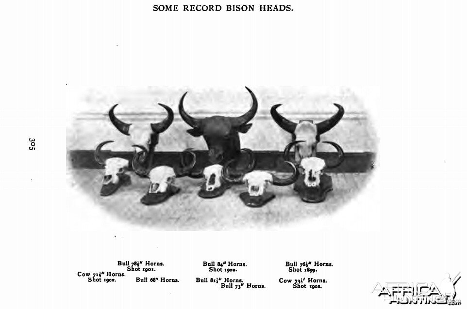 record bison heads