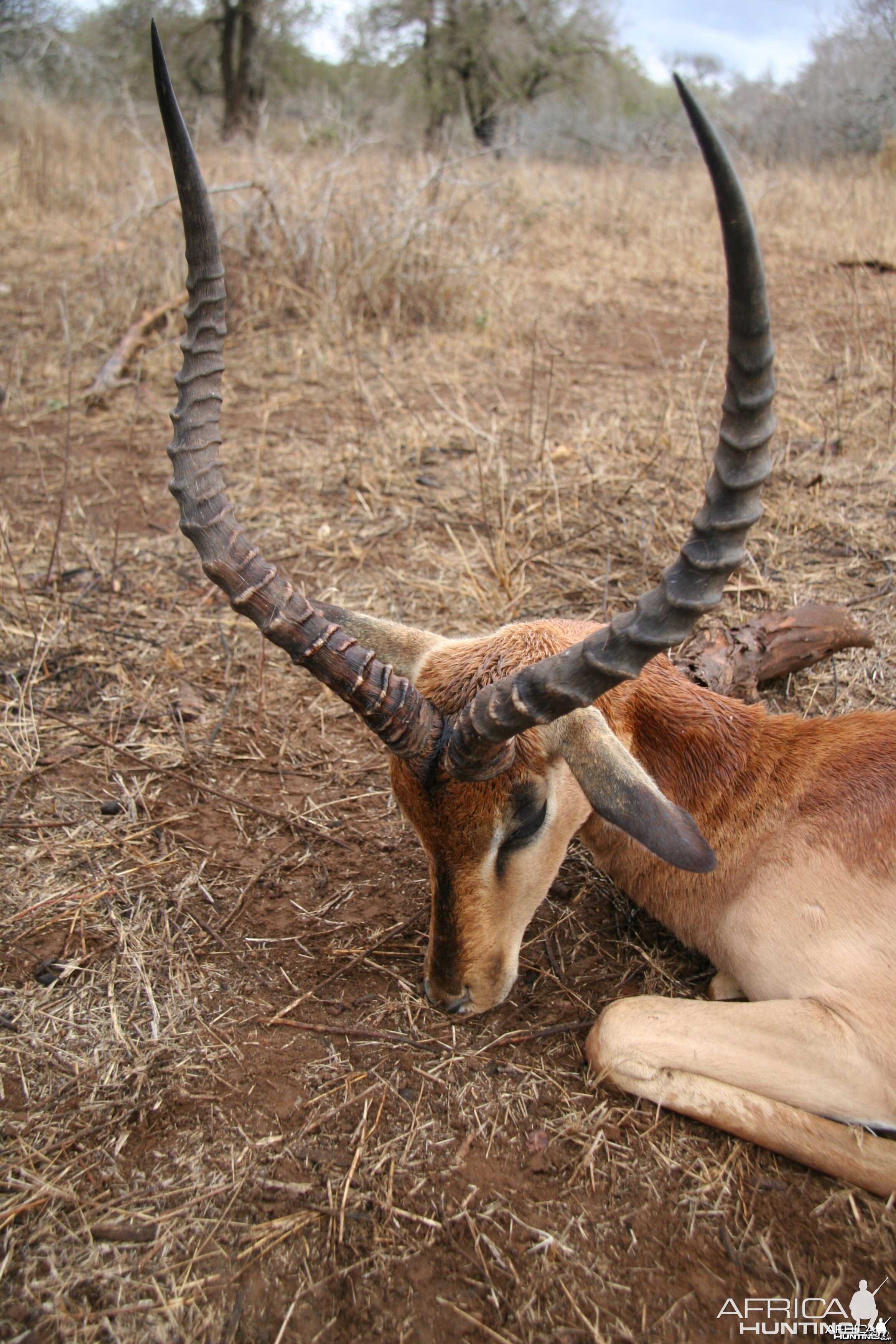 Record Book Impala