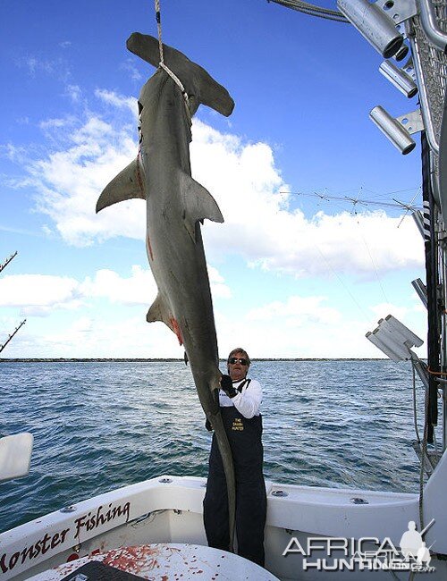 Record Greater Hammerhead Shark