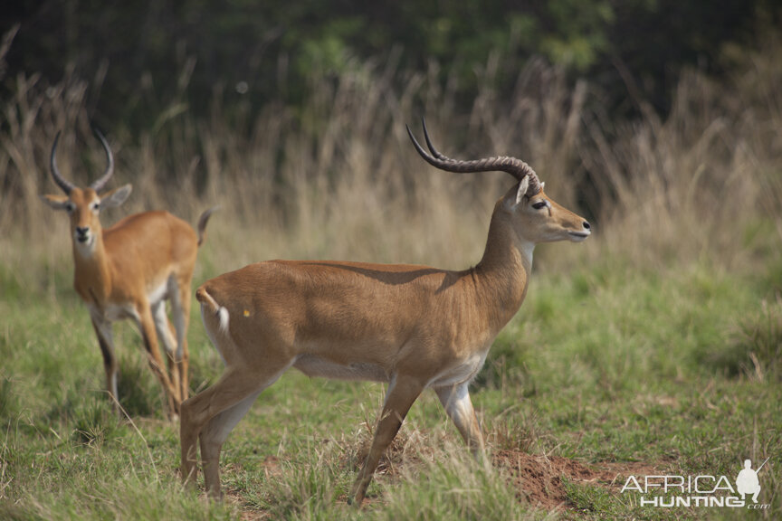 Record Kob in Uganda