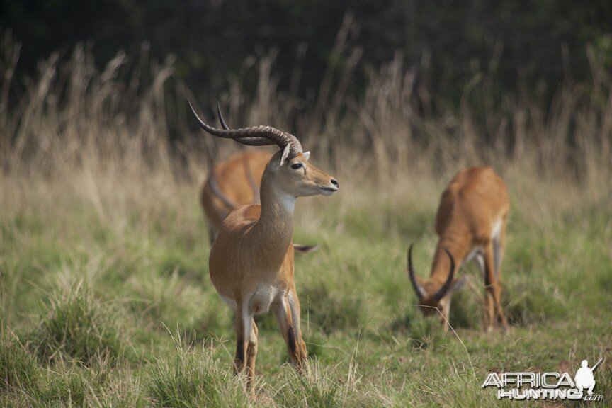 Record Kob in Uganda