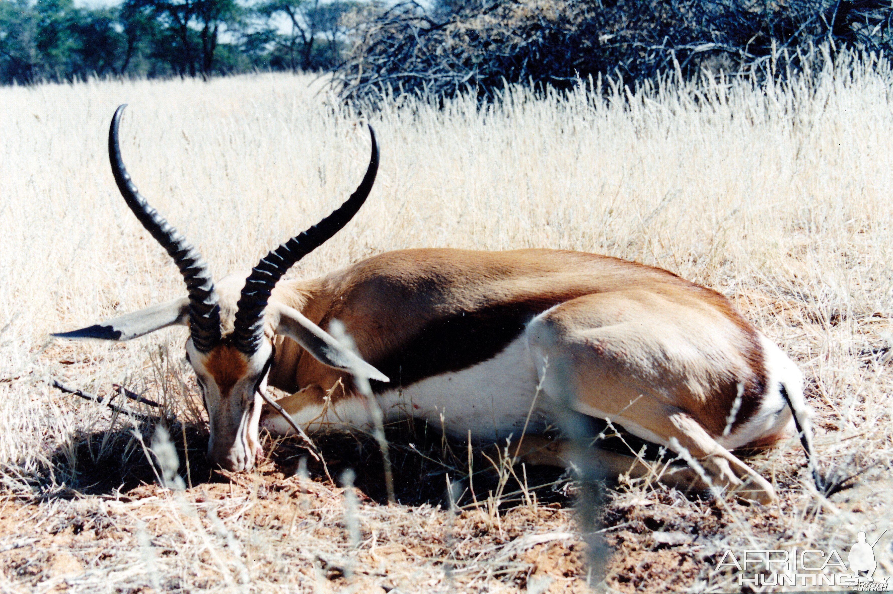 Recordbook Springbuck hunted on Jagd Farm Holstein