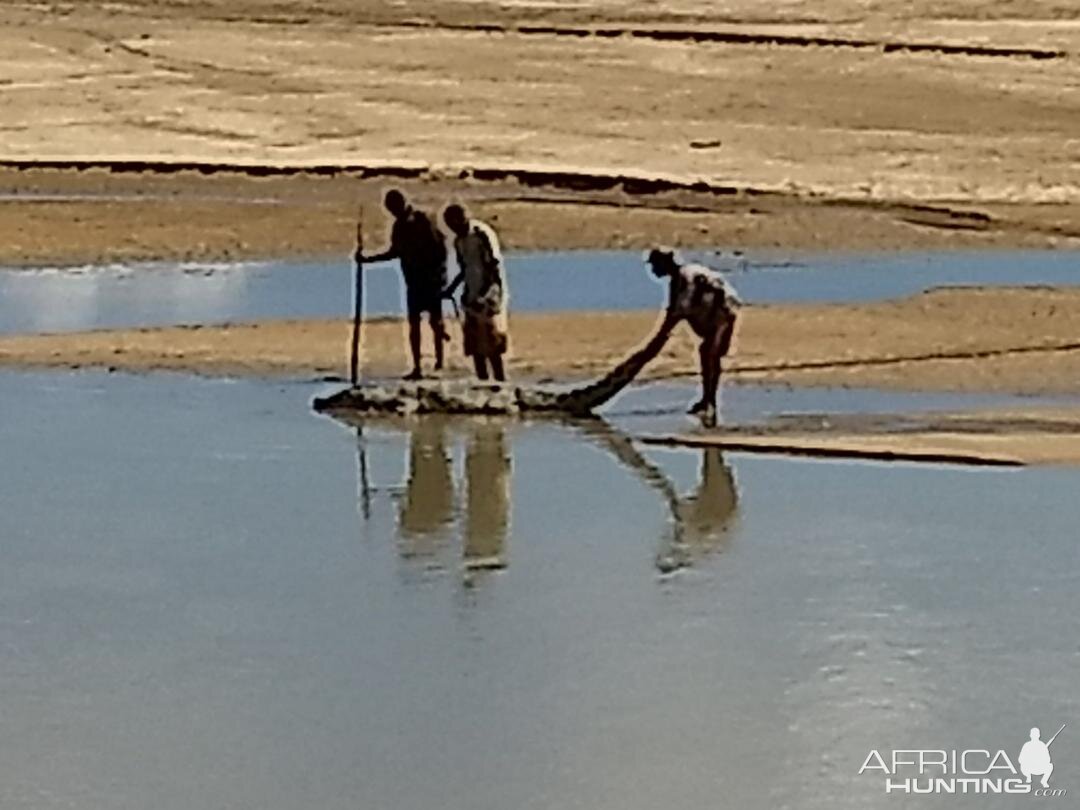 Recovering Crocodile from river Zambia