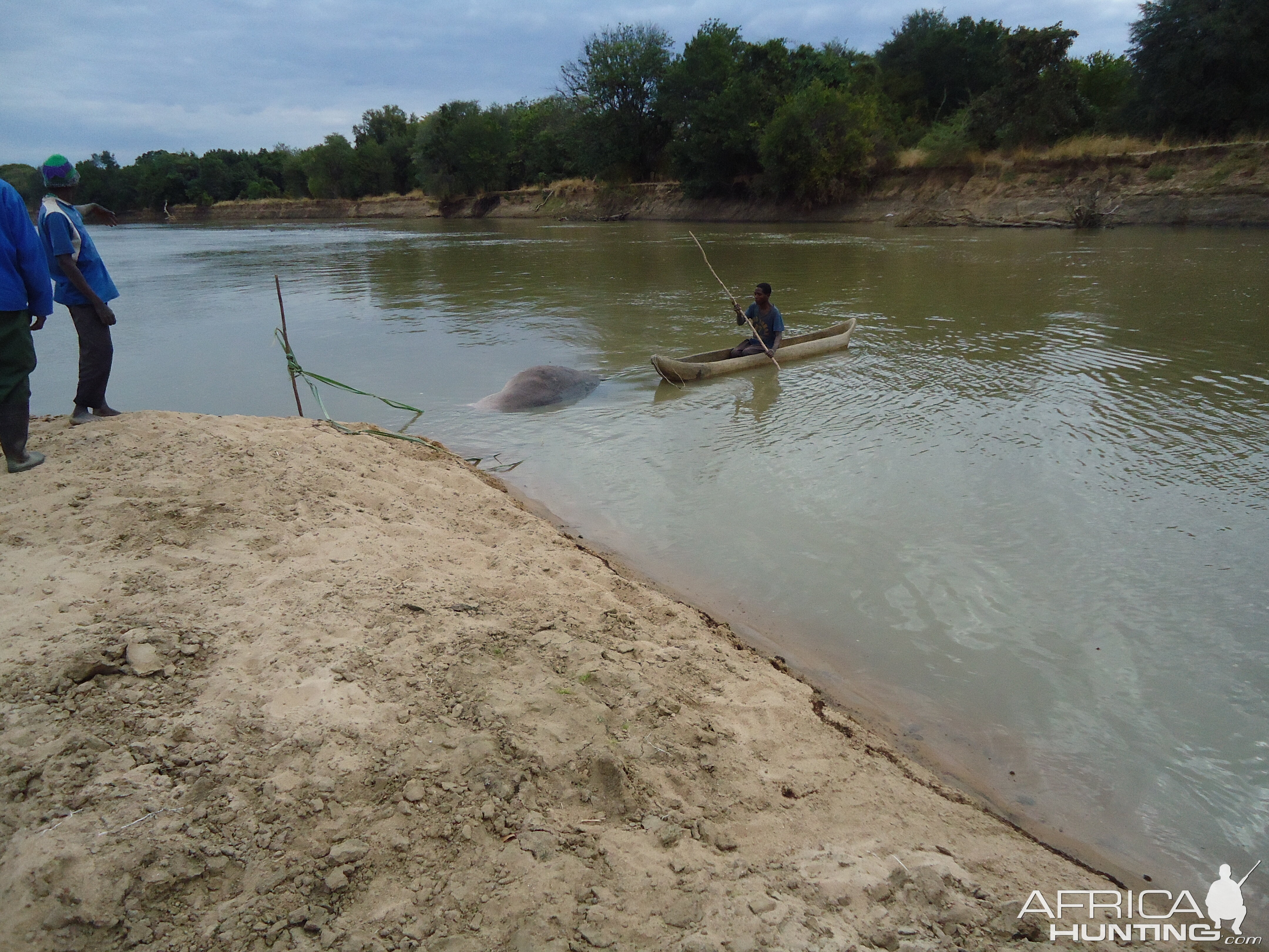 Recovering Hippo from the water Zambia