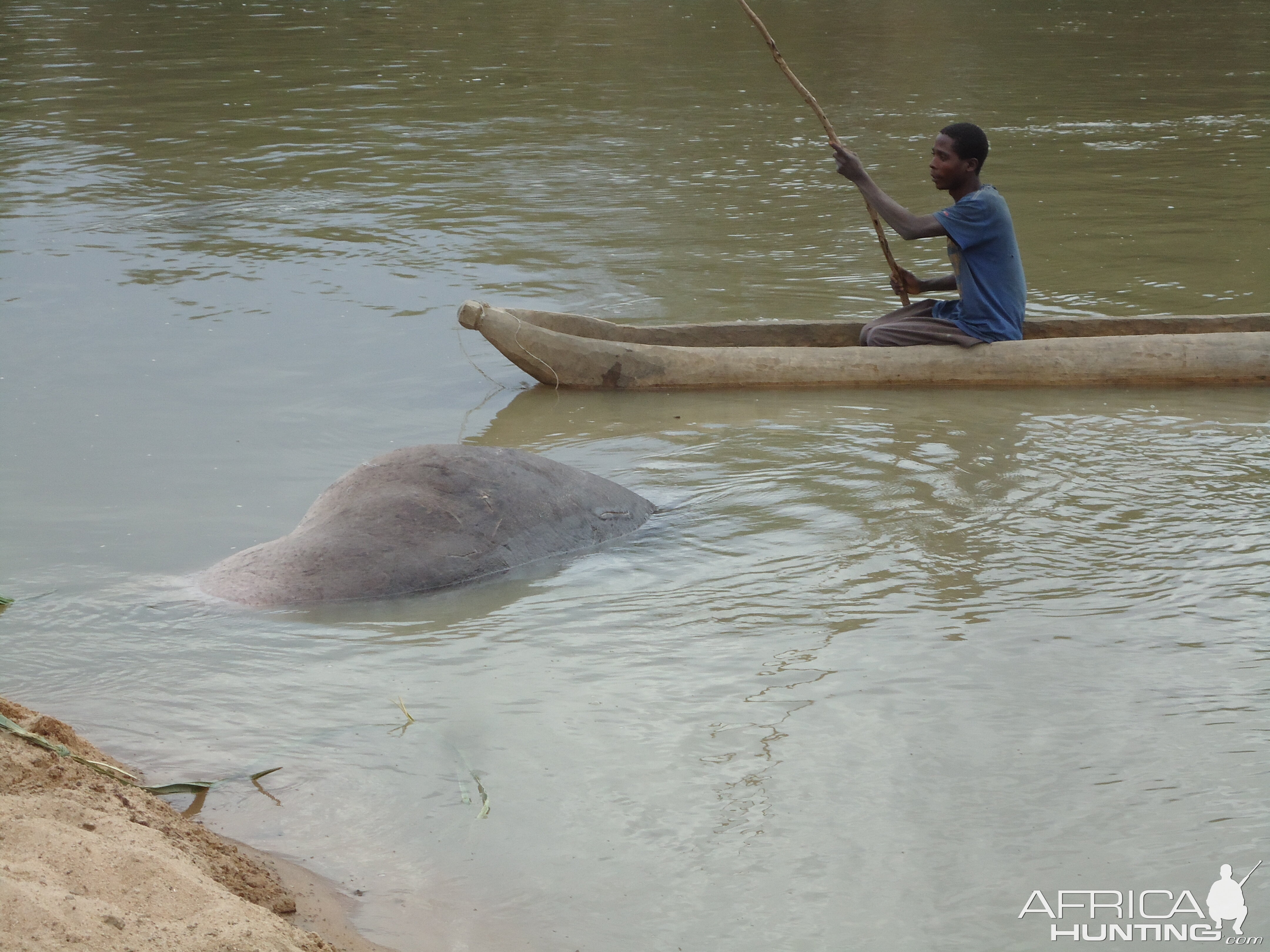 Recovering Hippo from the water Zambia