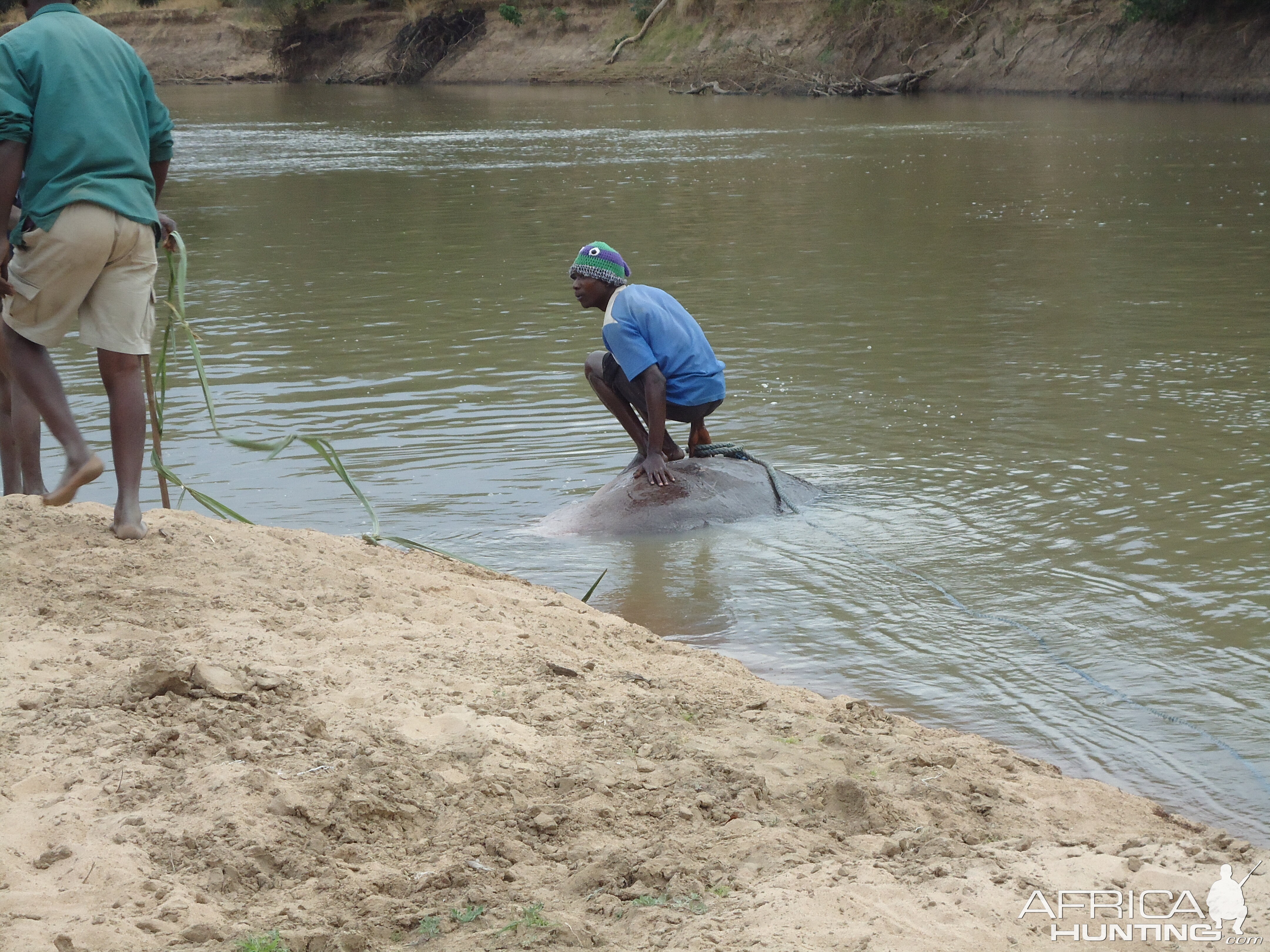 Recovering Hippo from the water Zambia