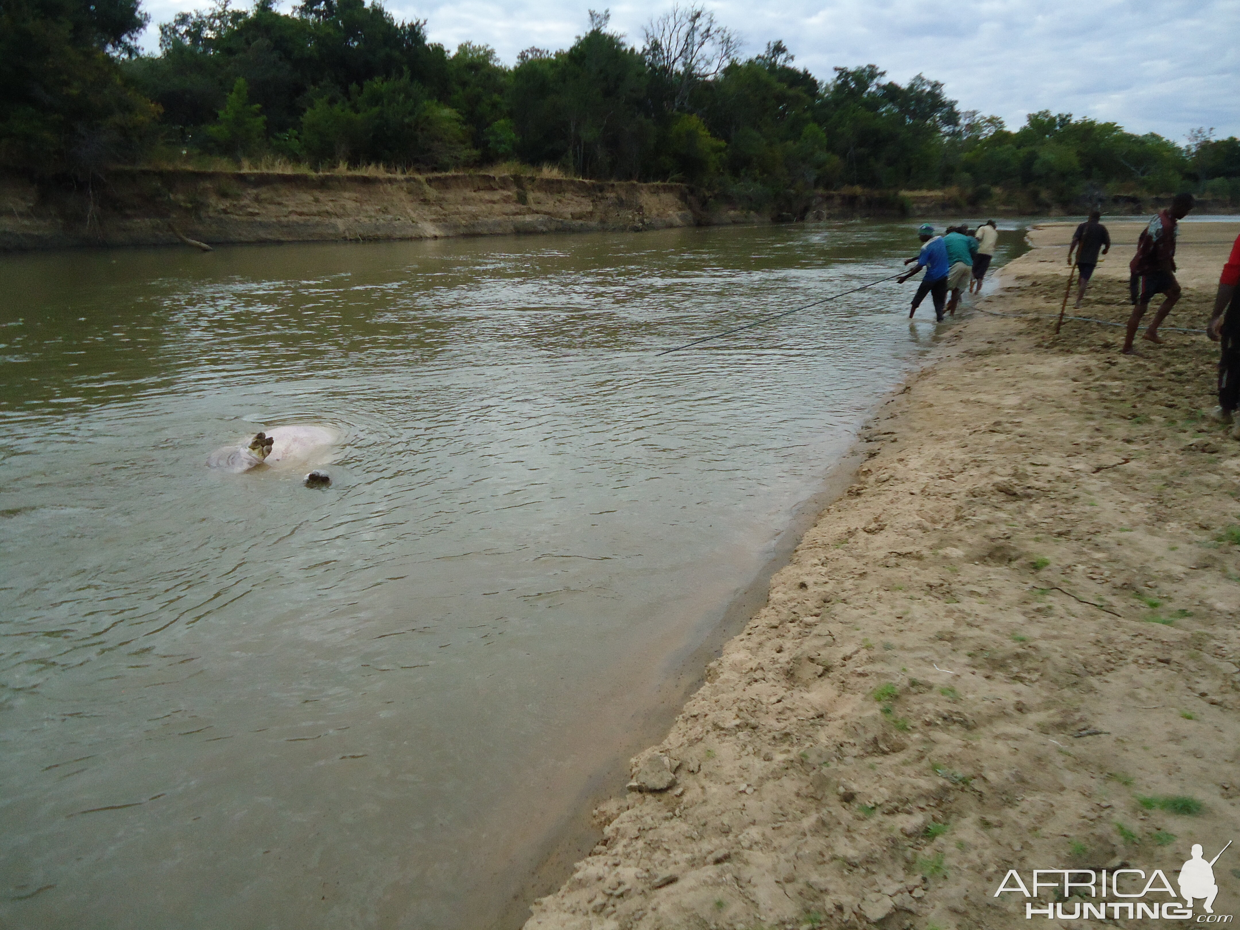 Recovering Hippo from the water Zambia