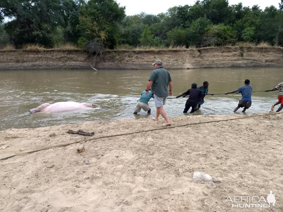 Recovering Hippo from the water Zambia