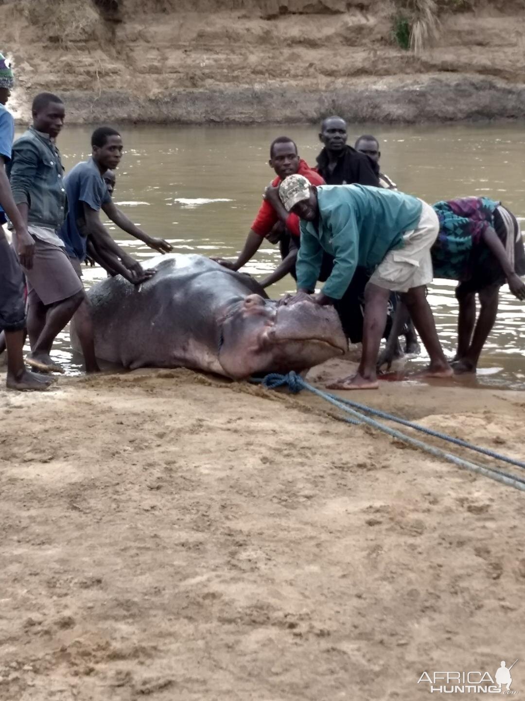 Recovering Hippo from the water Zambia