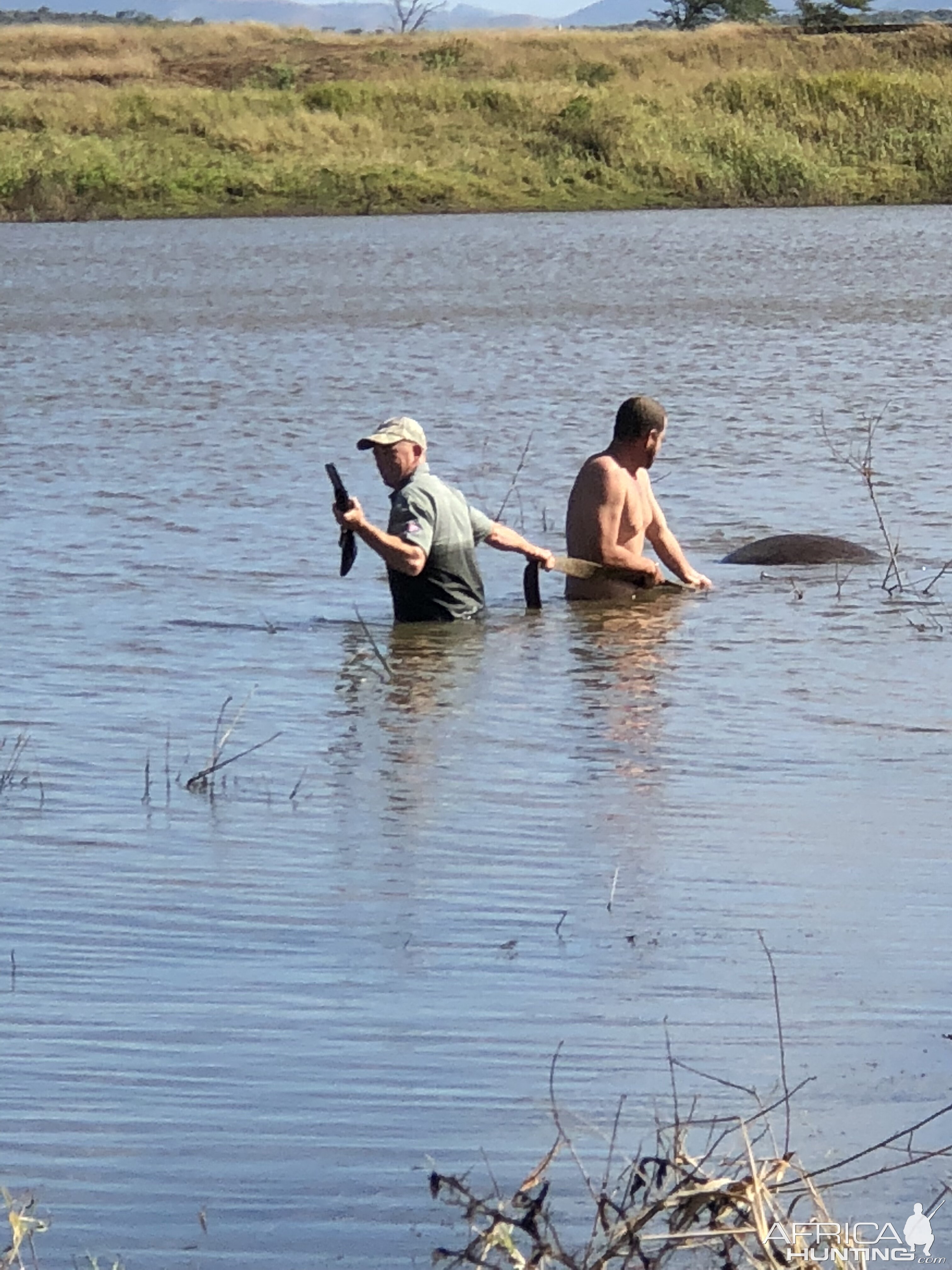 Recovering Hippo from Water