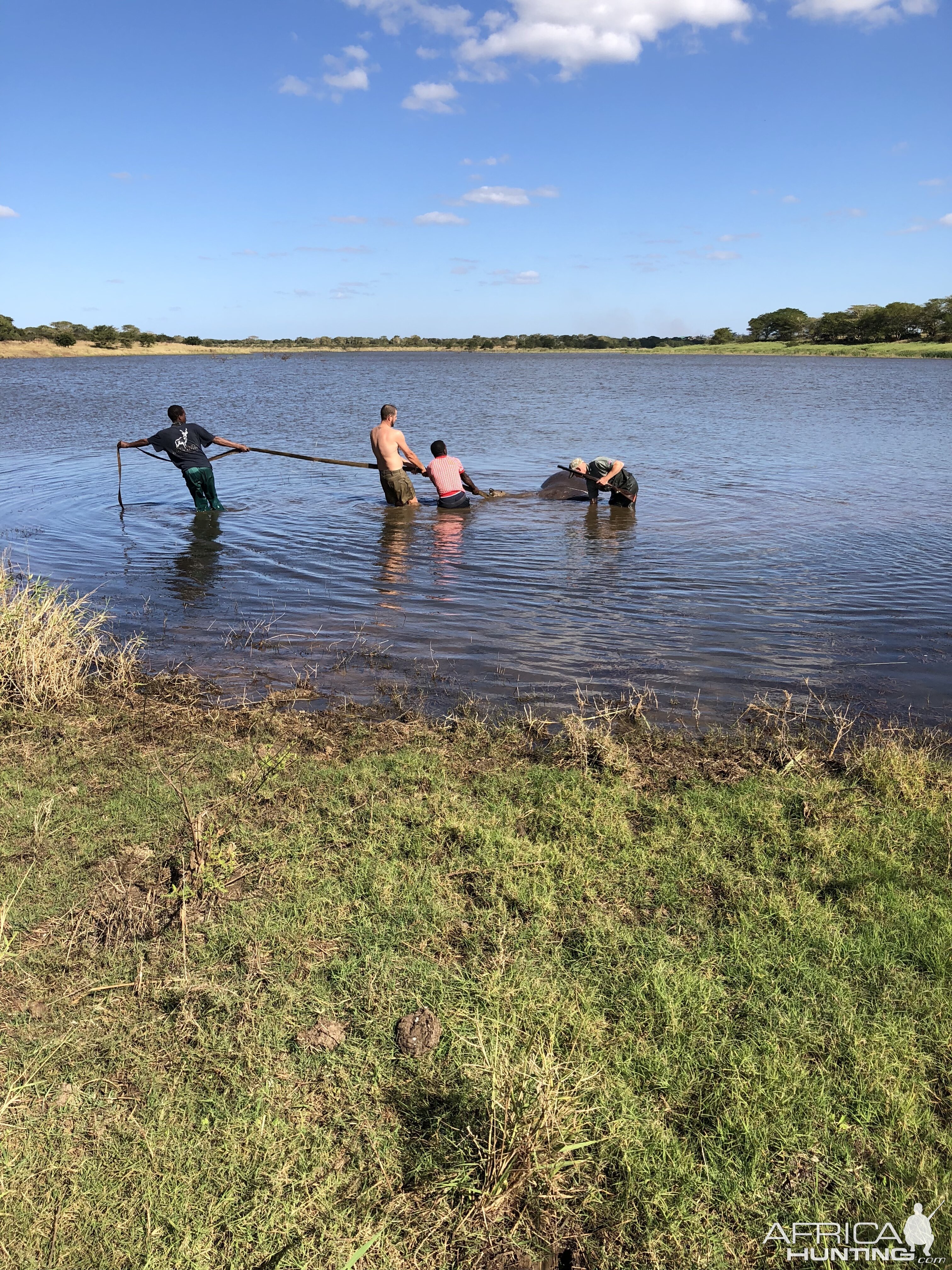 Recovering Hippo from Water