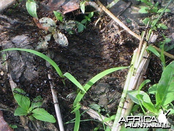 Red Ants in Central Africa