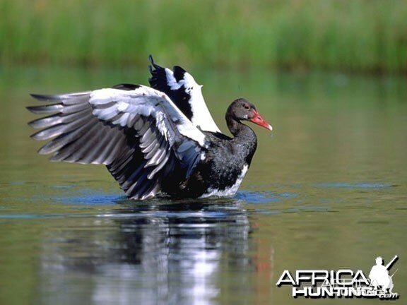 Red-Billed Spur-Winged Goose