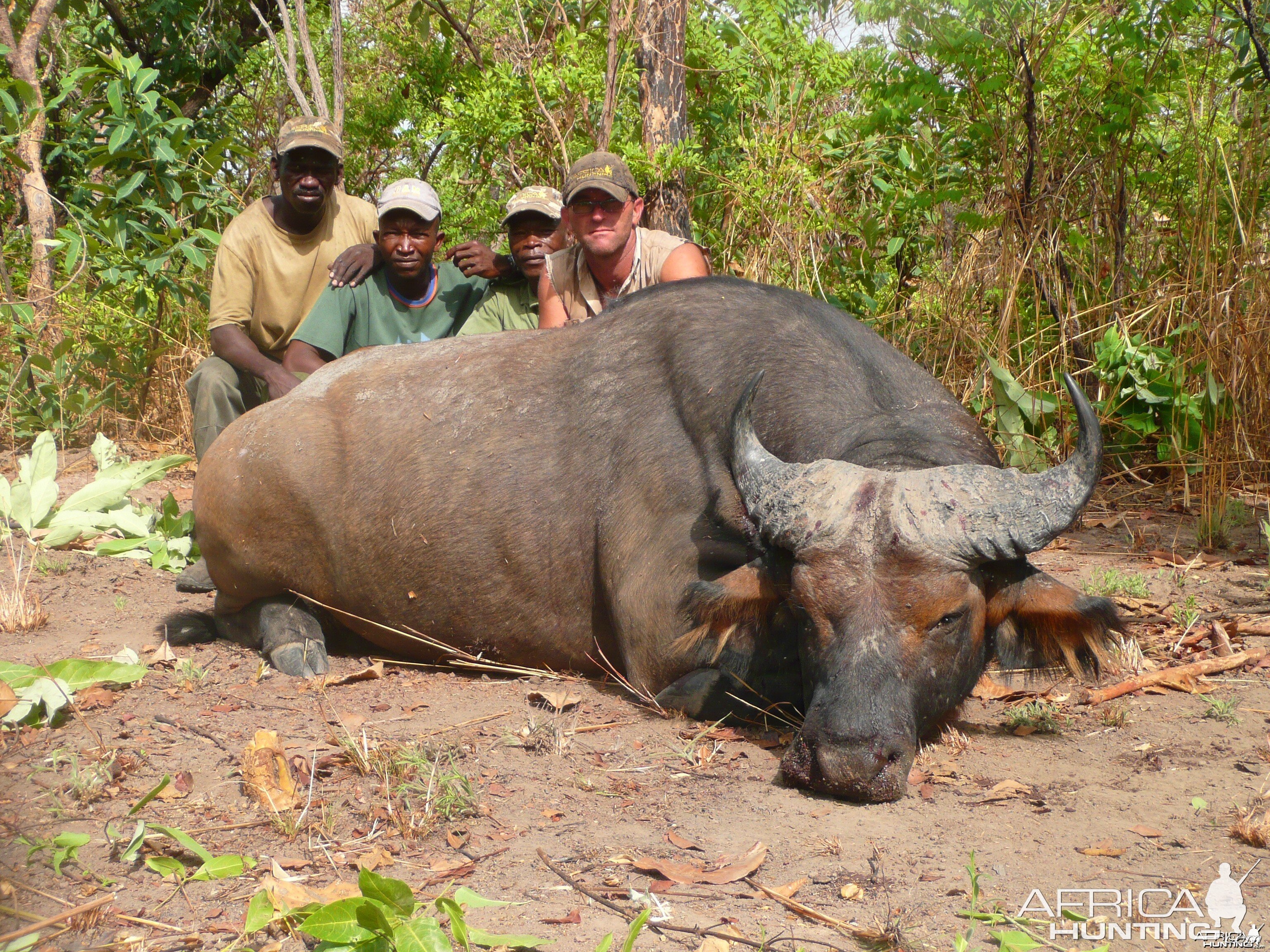 Red buffalo bull from CAR