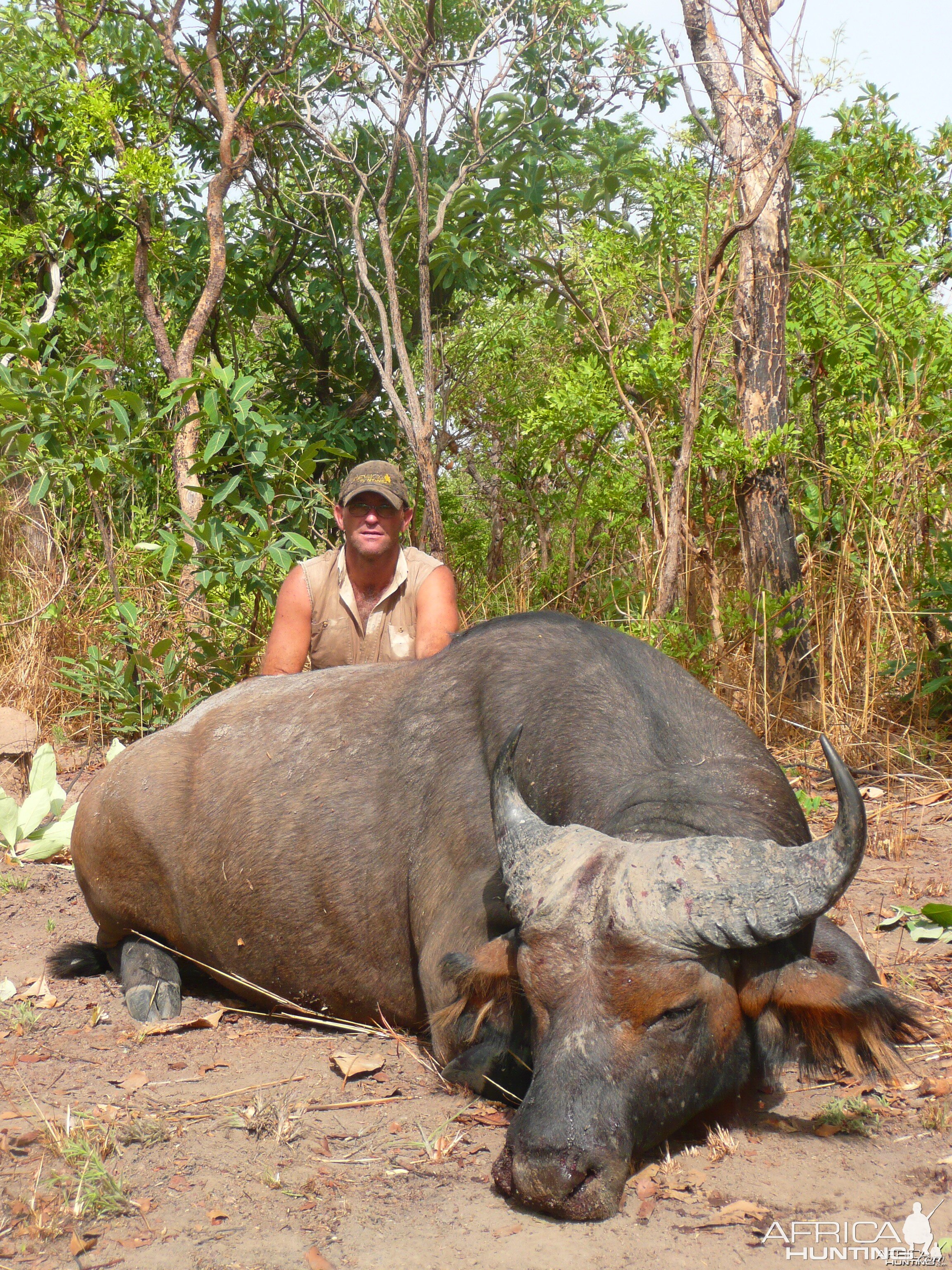 Red Buffalo bull from CAR