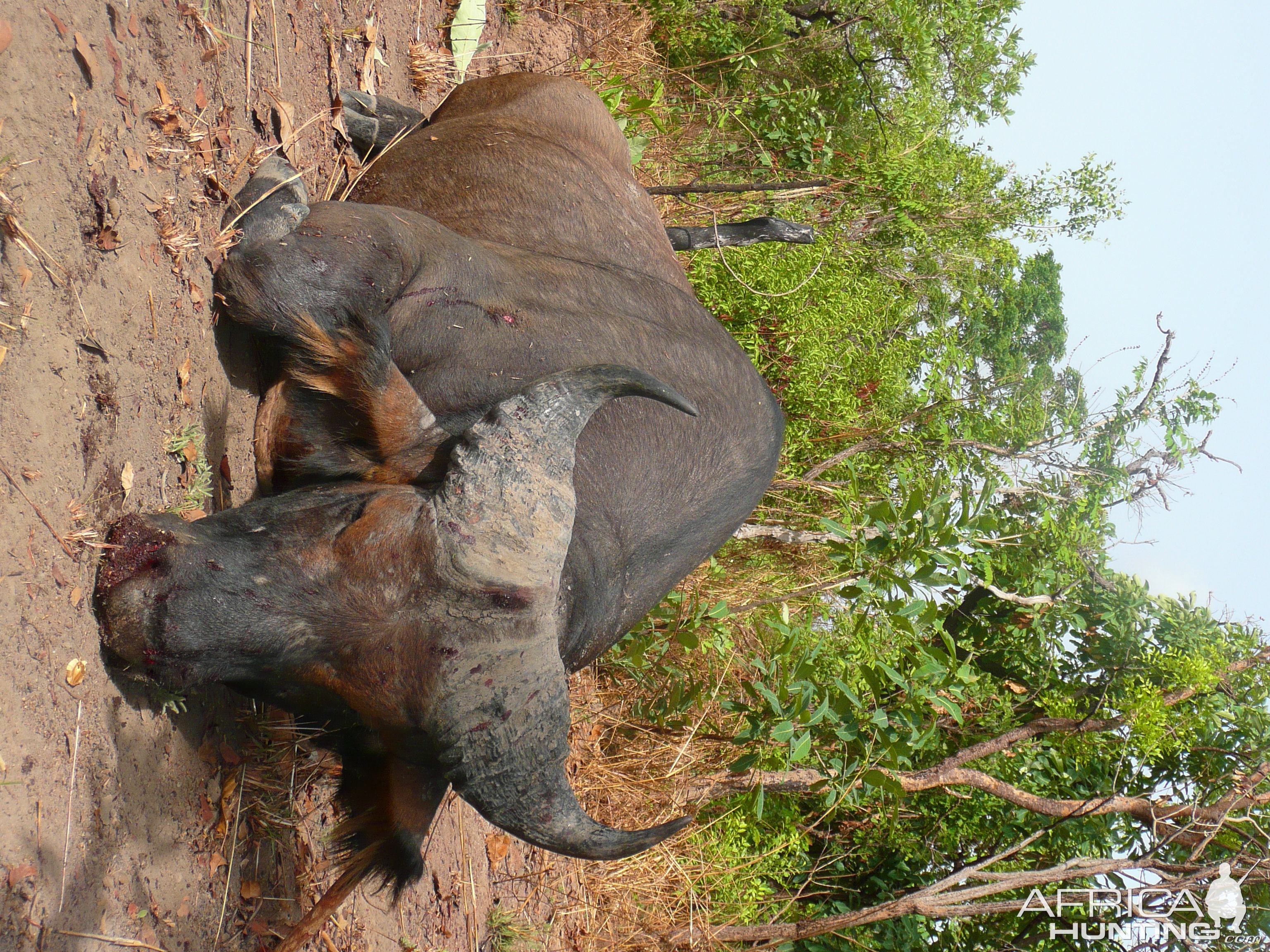 Red Buffalo bull from CAR