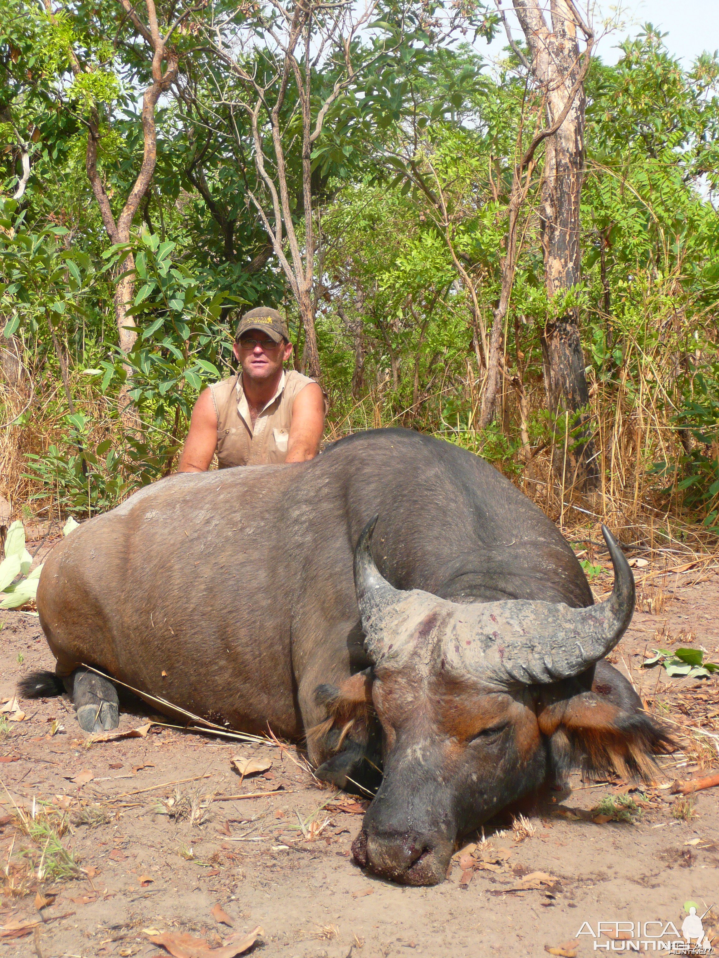 Red Buffalo bull from CAR