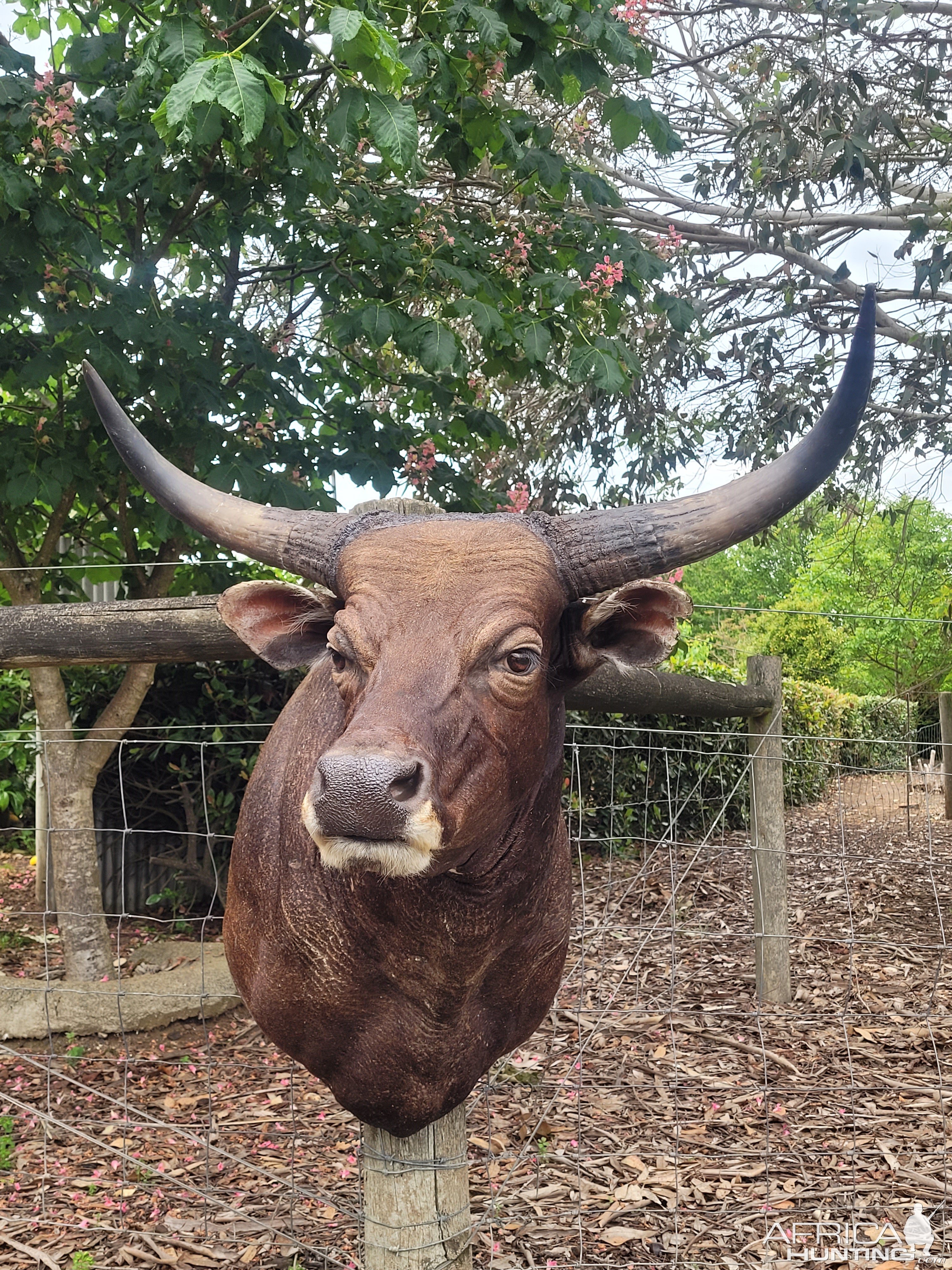 Red Bull Shoulder Mount Taxidermy