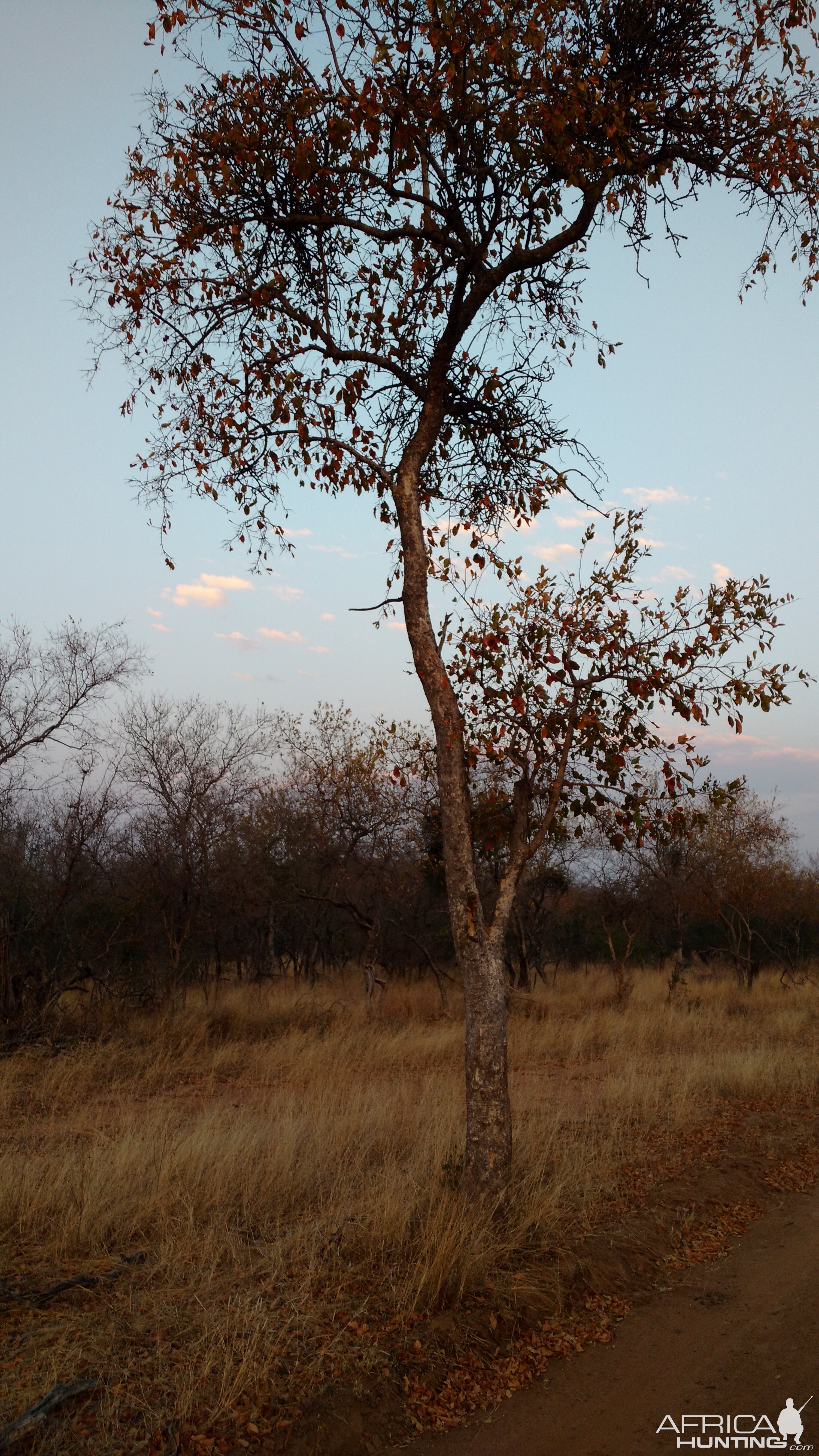 Red Bushwillow Tree