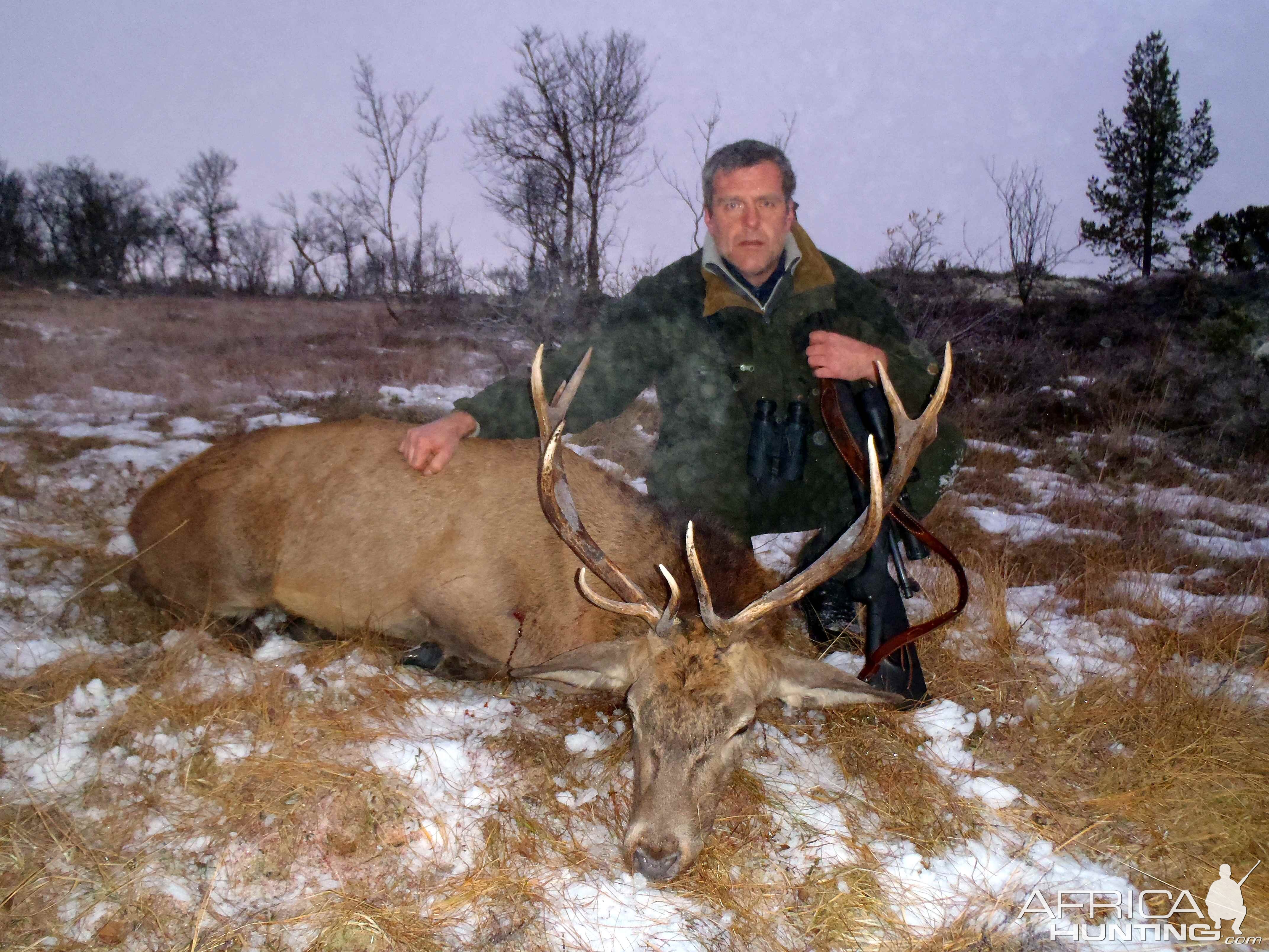 Red deer from my farm