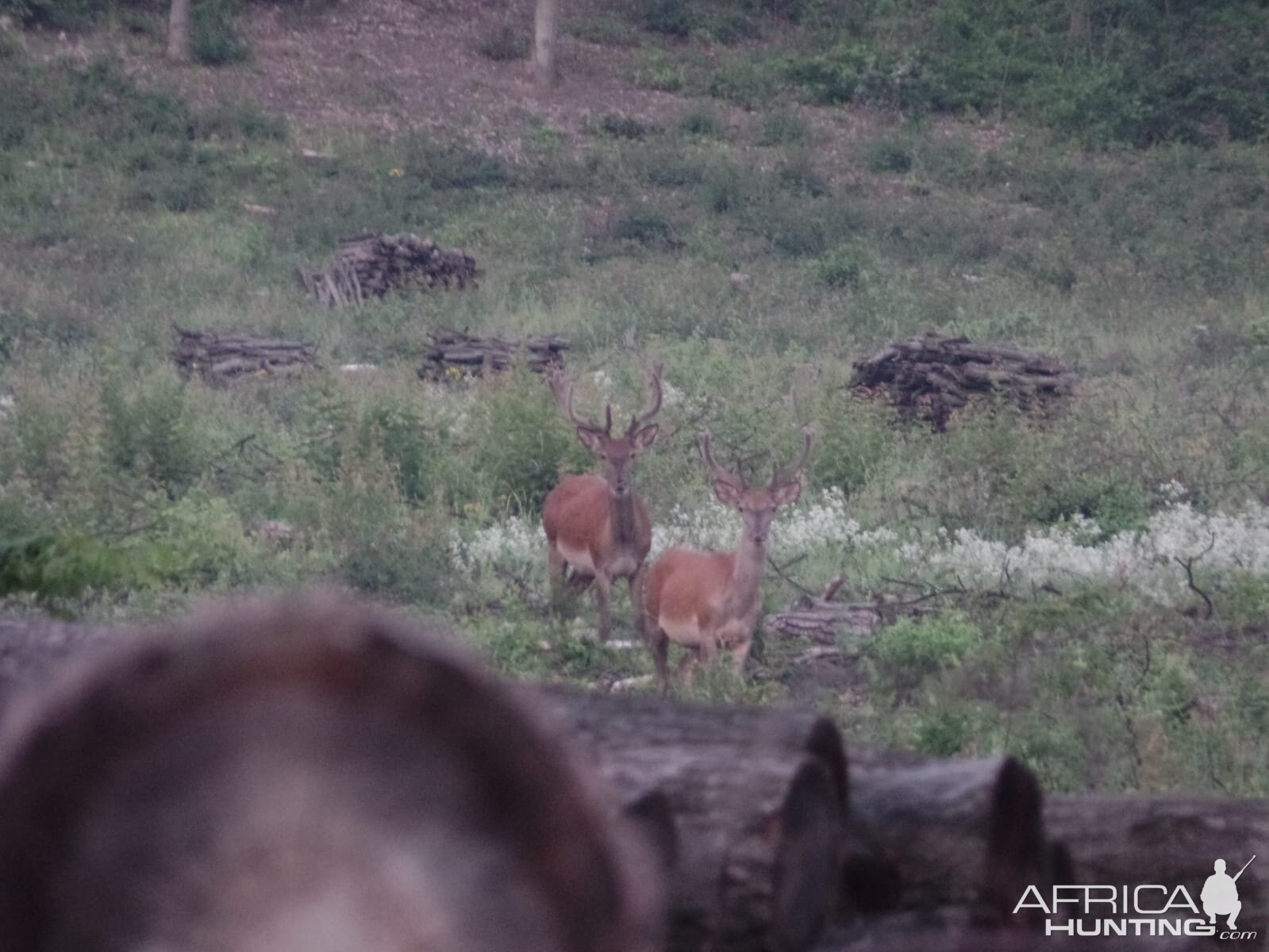 Red Deer Hungary