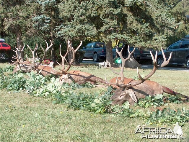 Red deer hunt in Europe