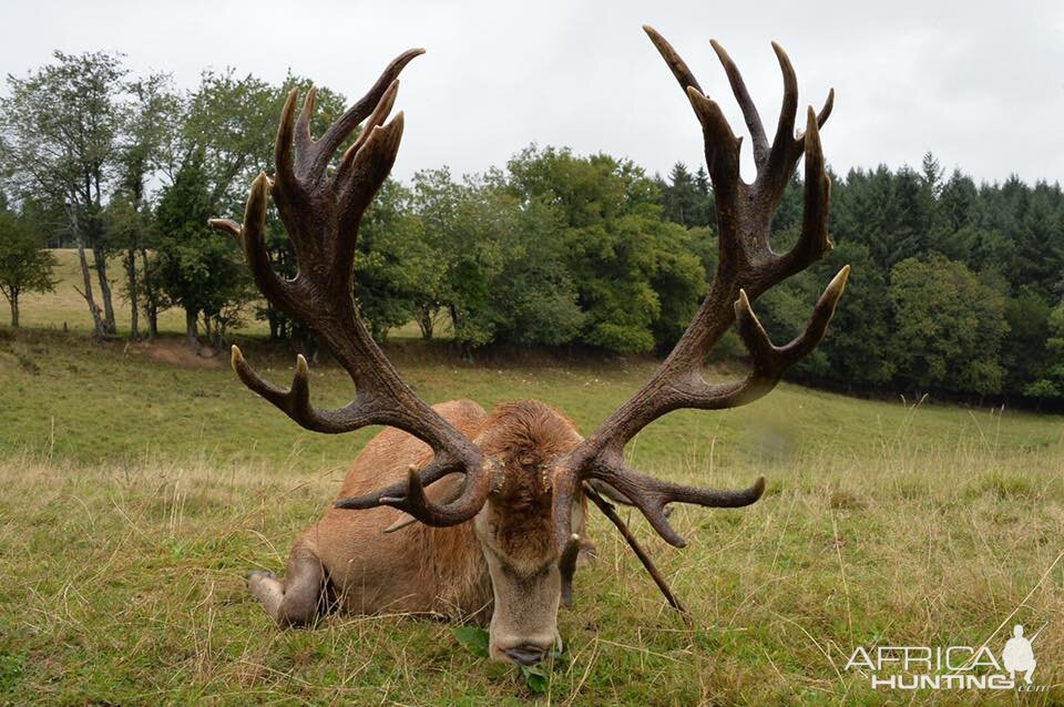 Red Deer Hunt in France