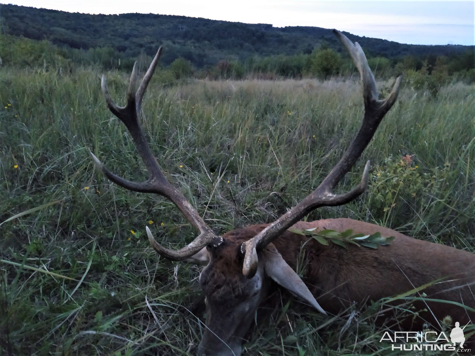 Red Deer Hunt Romania