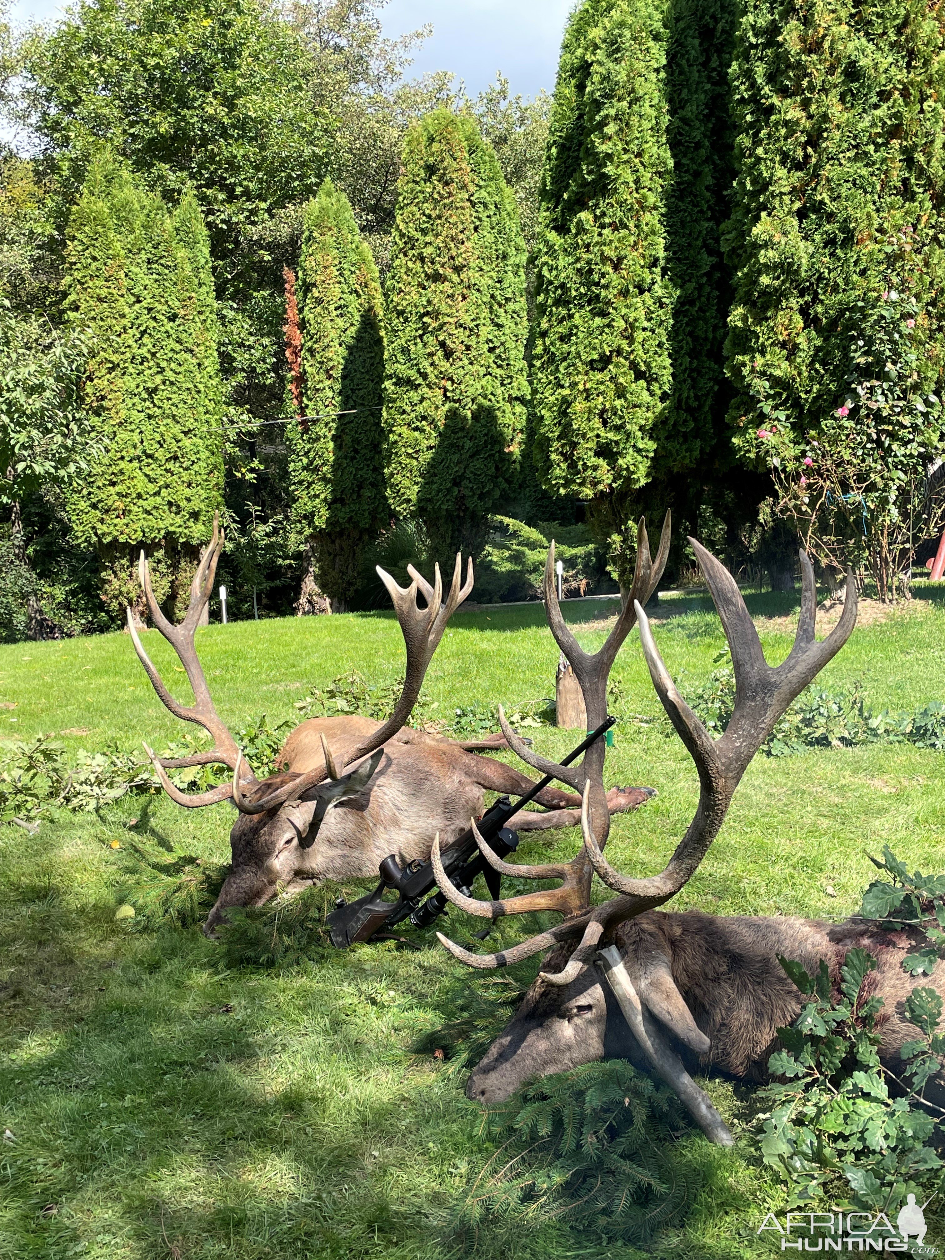 Red Deer Hunt Romania