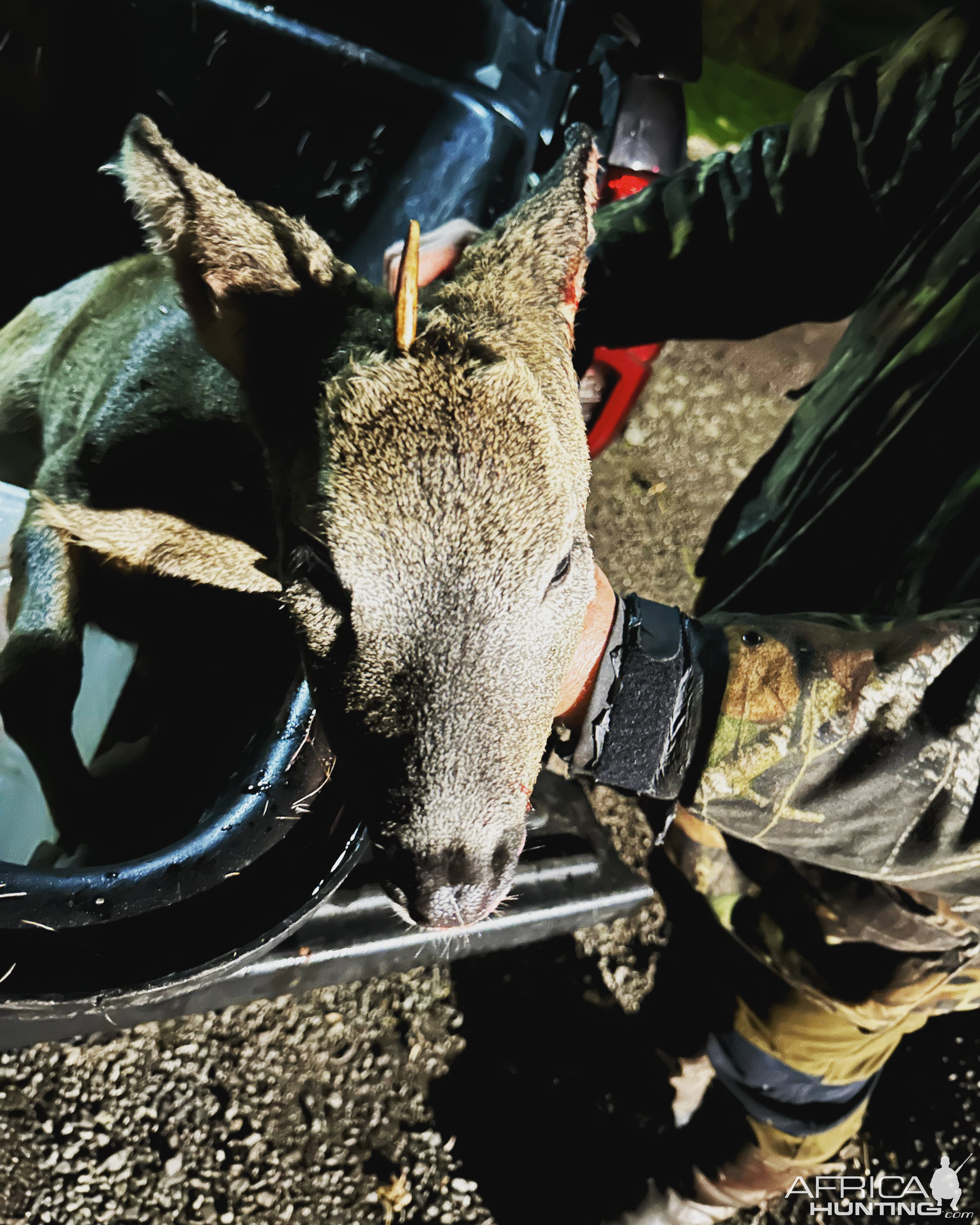 Red Deer Hunt Scotland