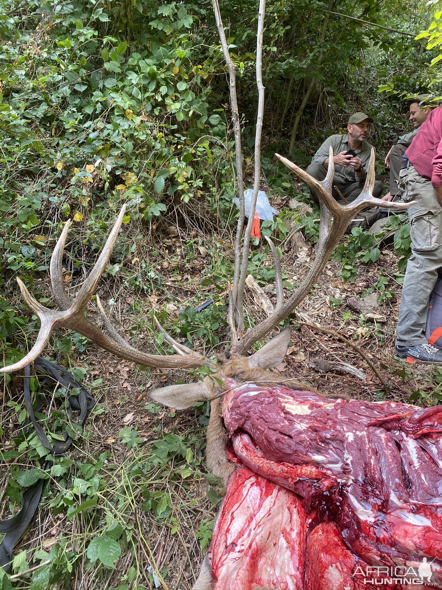 Red Deer Hunt