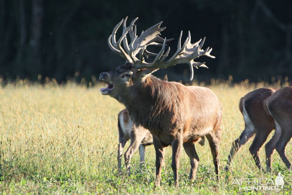 Red Deer Hunting in France