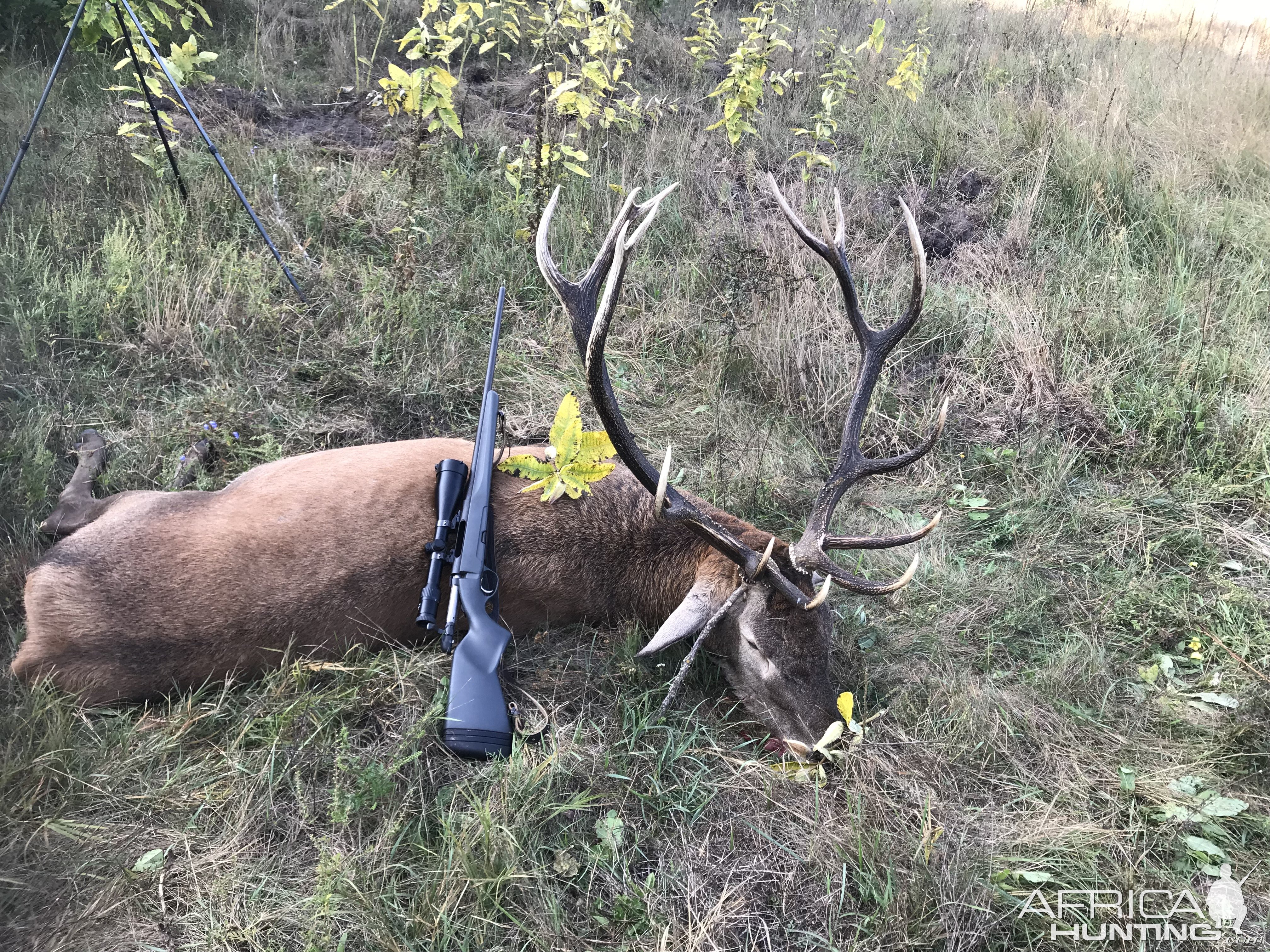 Red Deer Hunting Romania