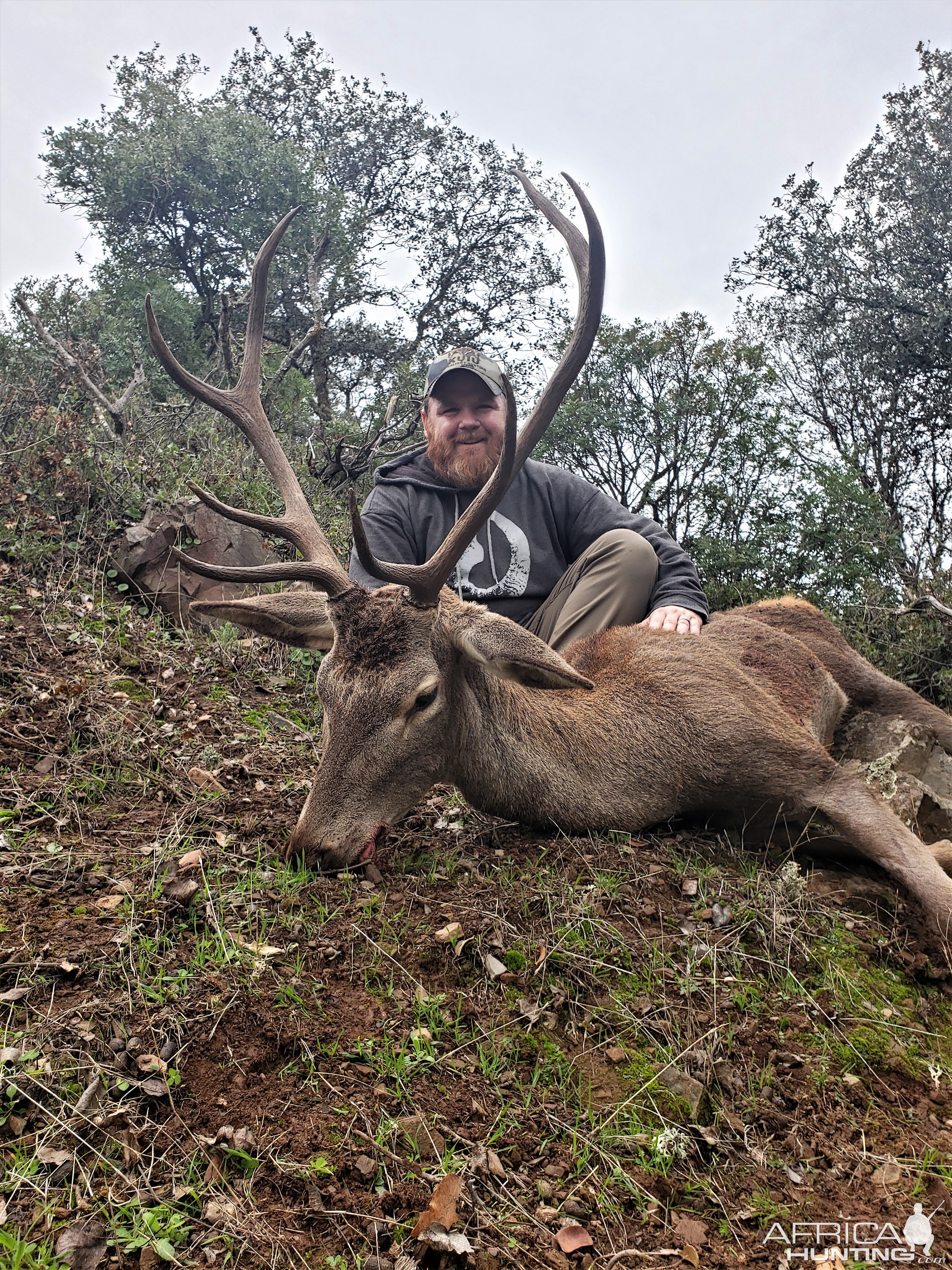 Red Deer Hunting Spain