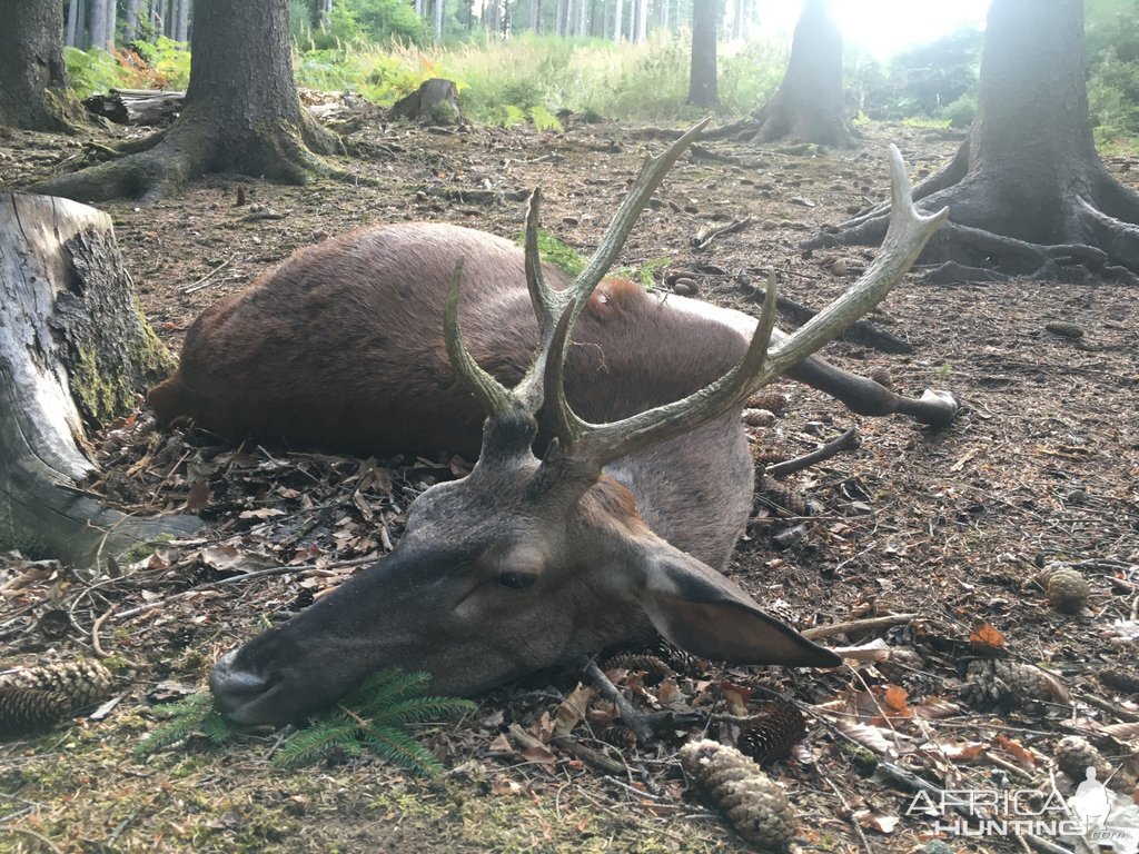 Red Deer Hunting