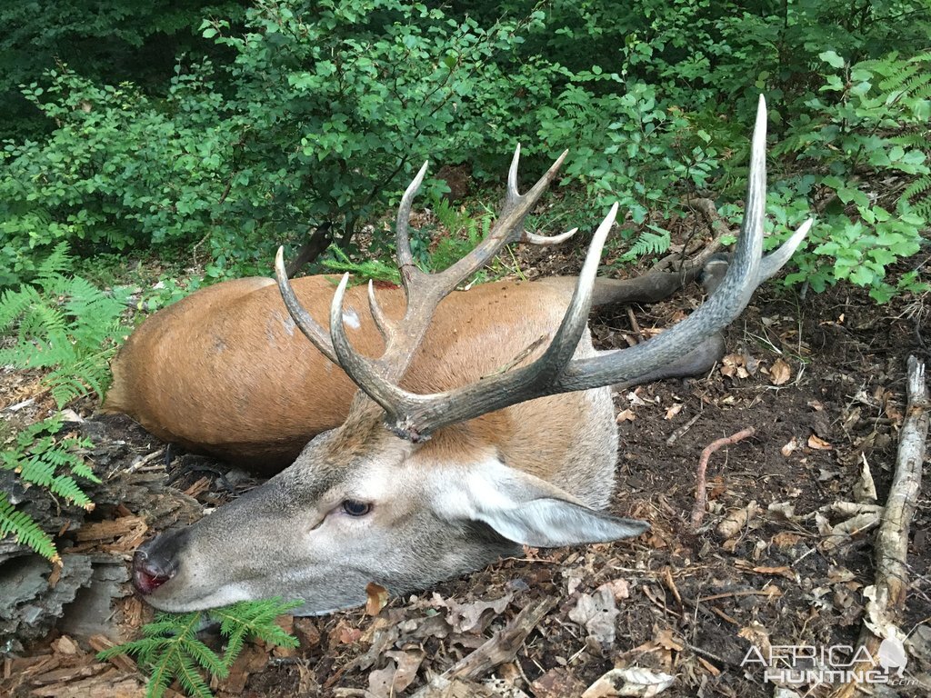 Red Deer Hunting