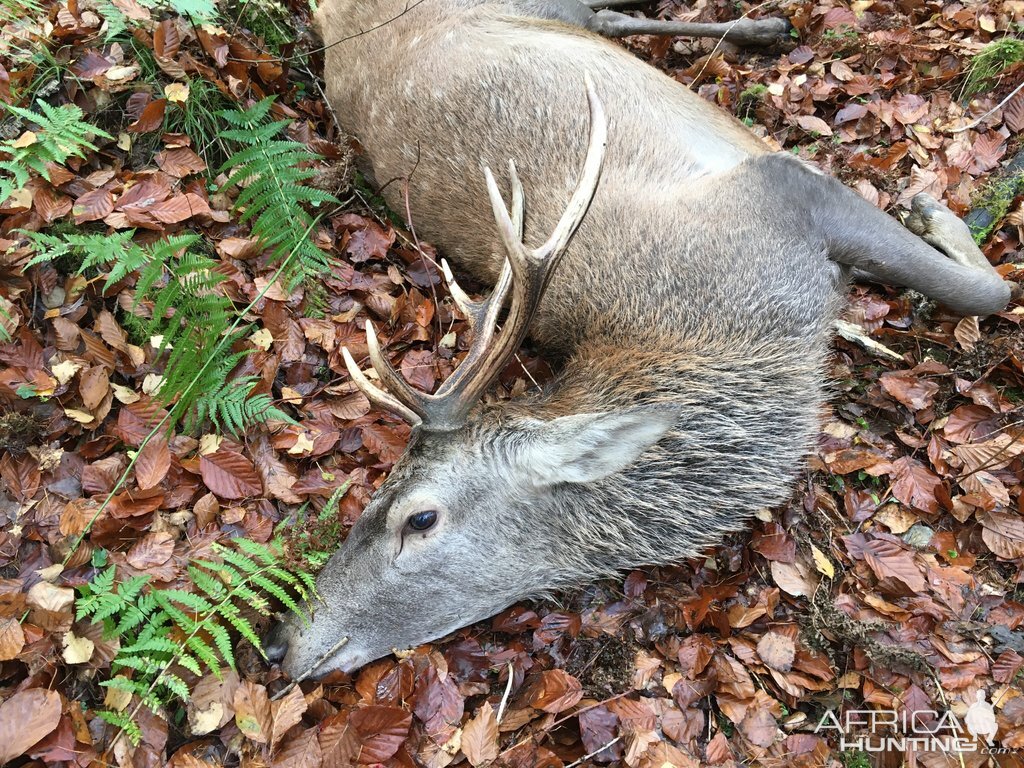 Red Deer Hunting