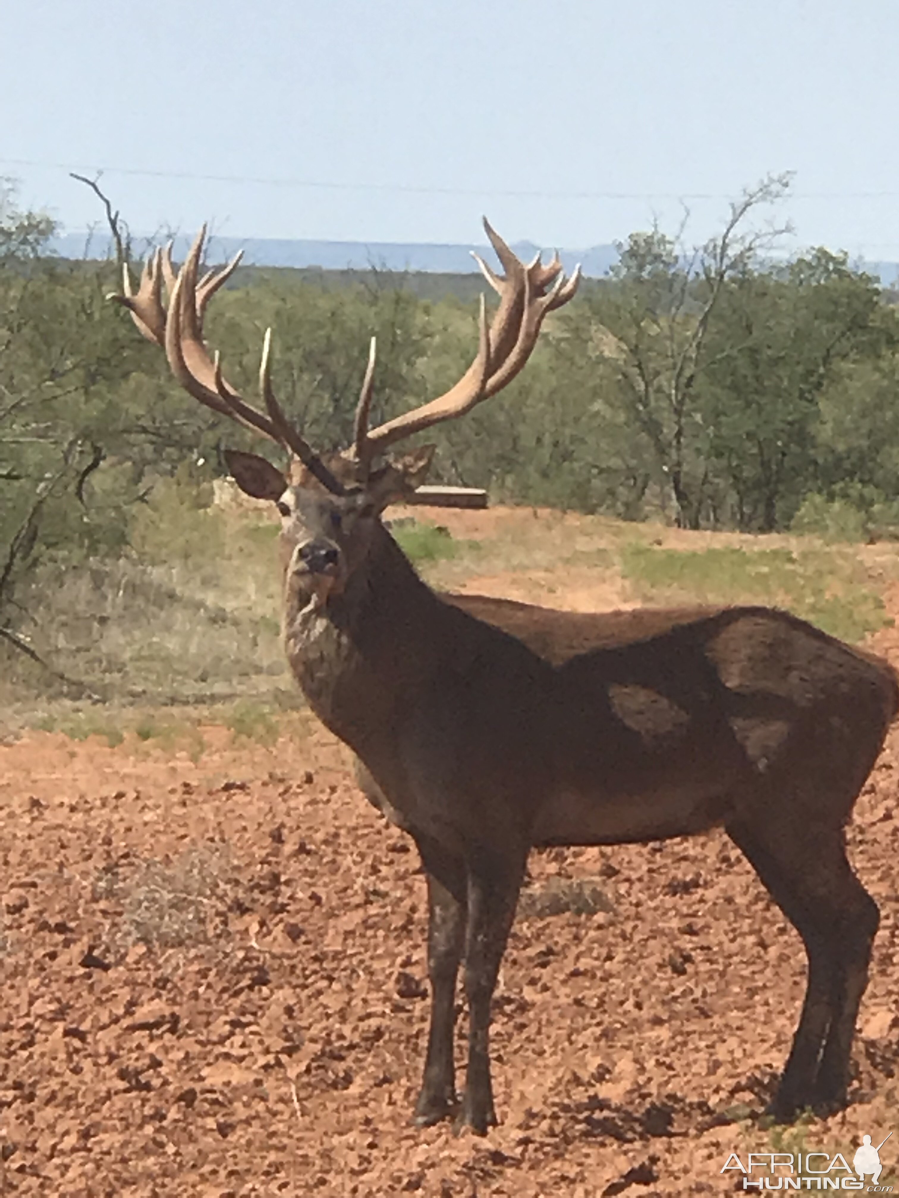 Red Deer in Texas USA