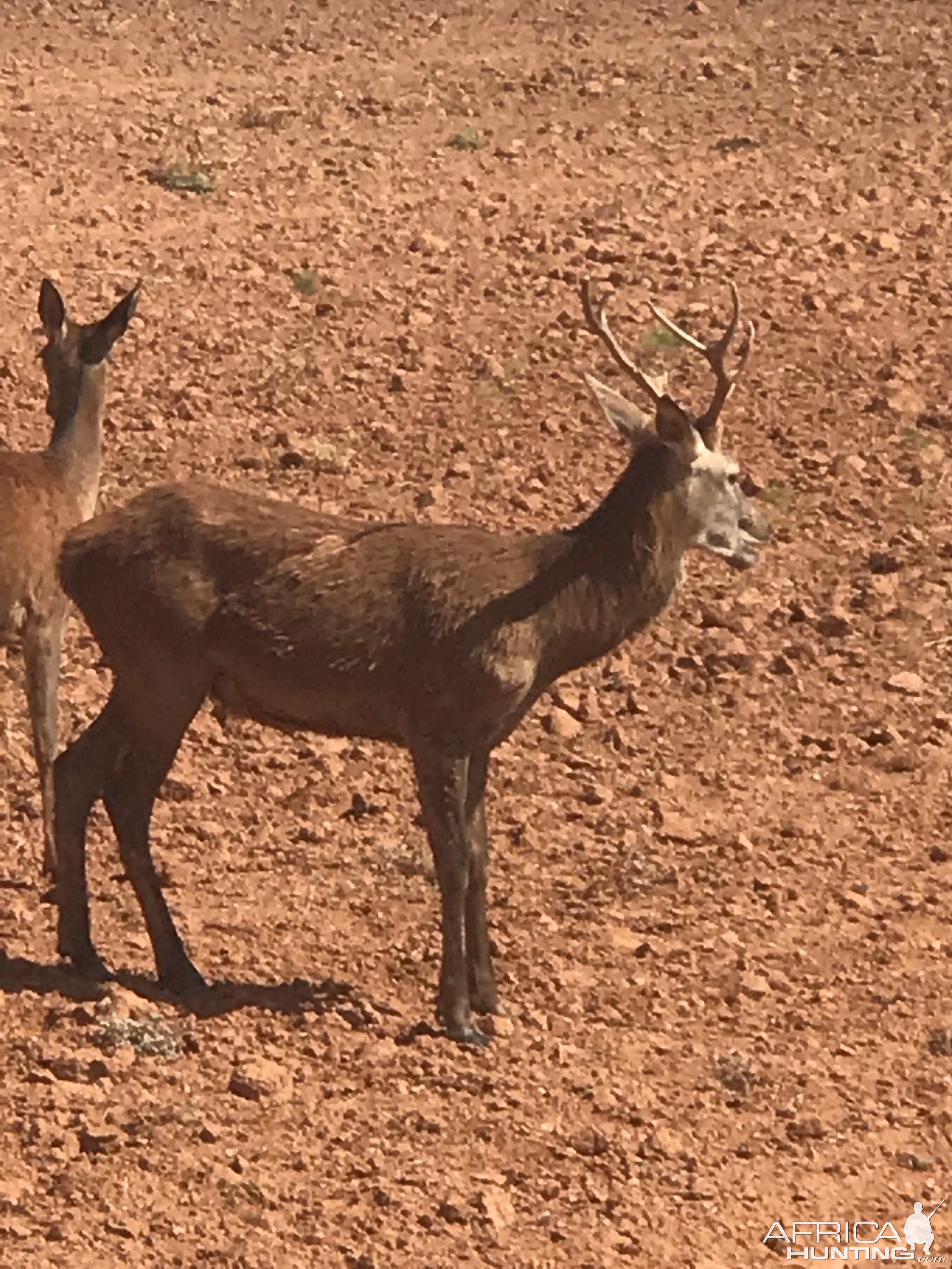 Red Deer in Texas USA