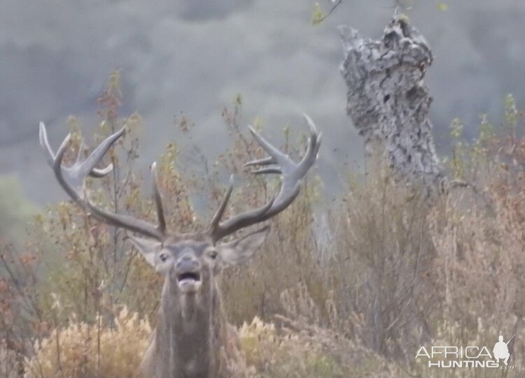 Red Deer Wildlife